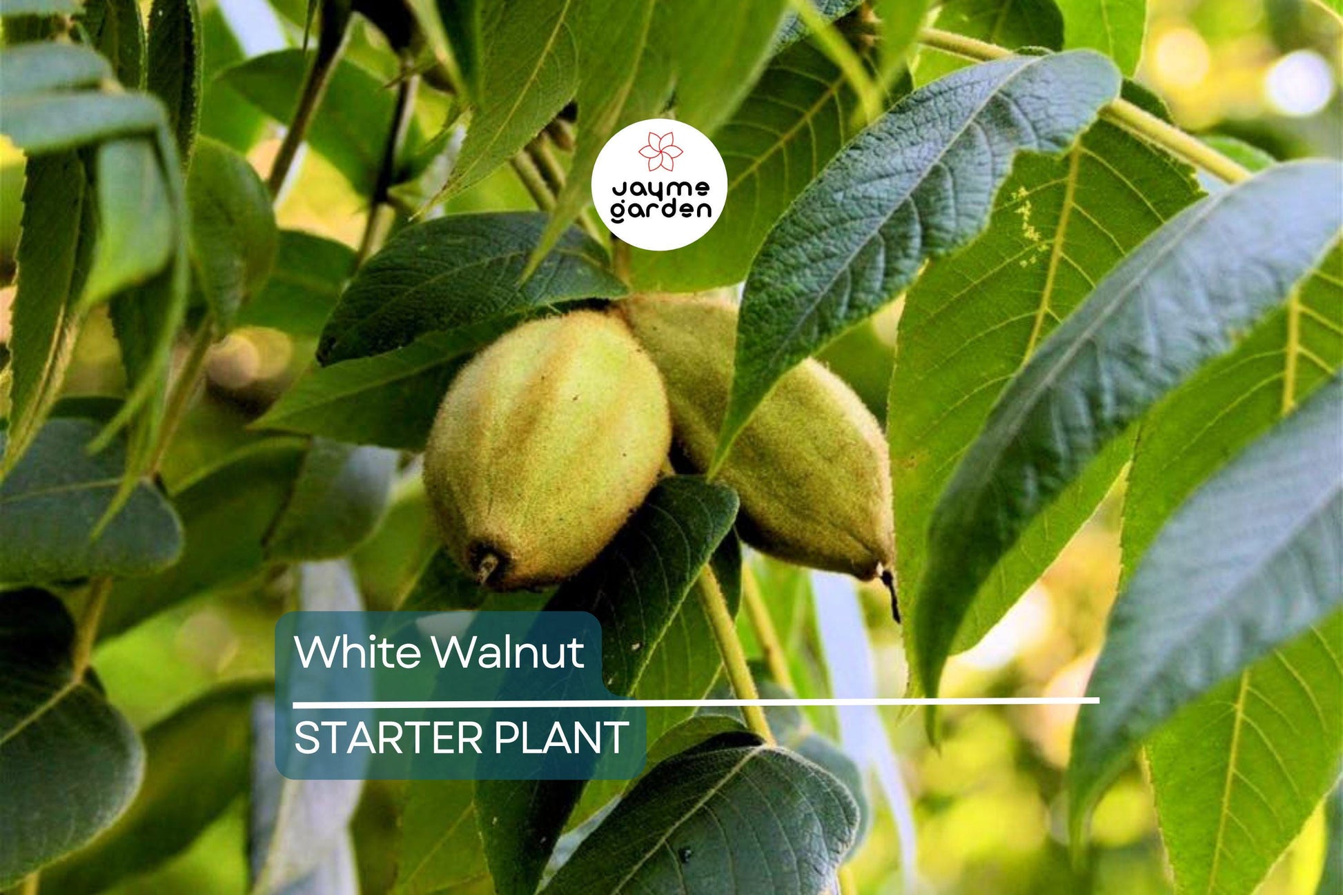 Butternut White Walnut Tree Seedlings - 2 Live Plants, Juglans cinerea, Fast-Growing Shade Tree, Hardy in USDA Zones 3-7