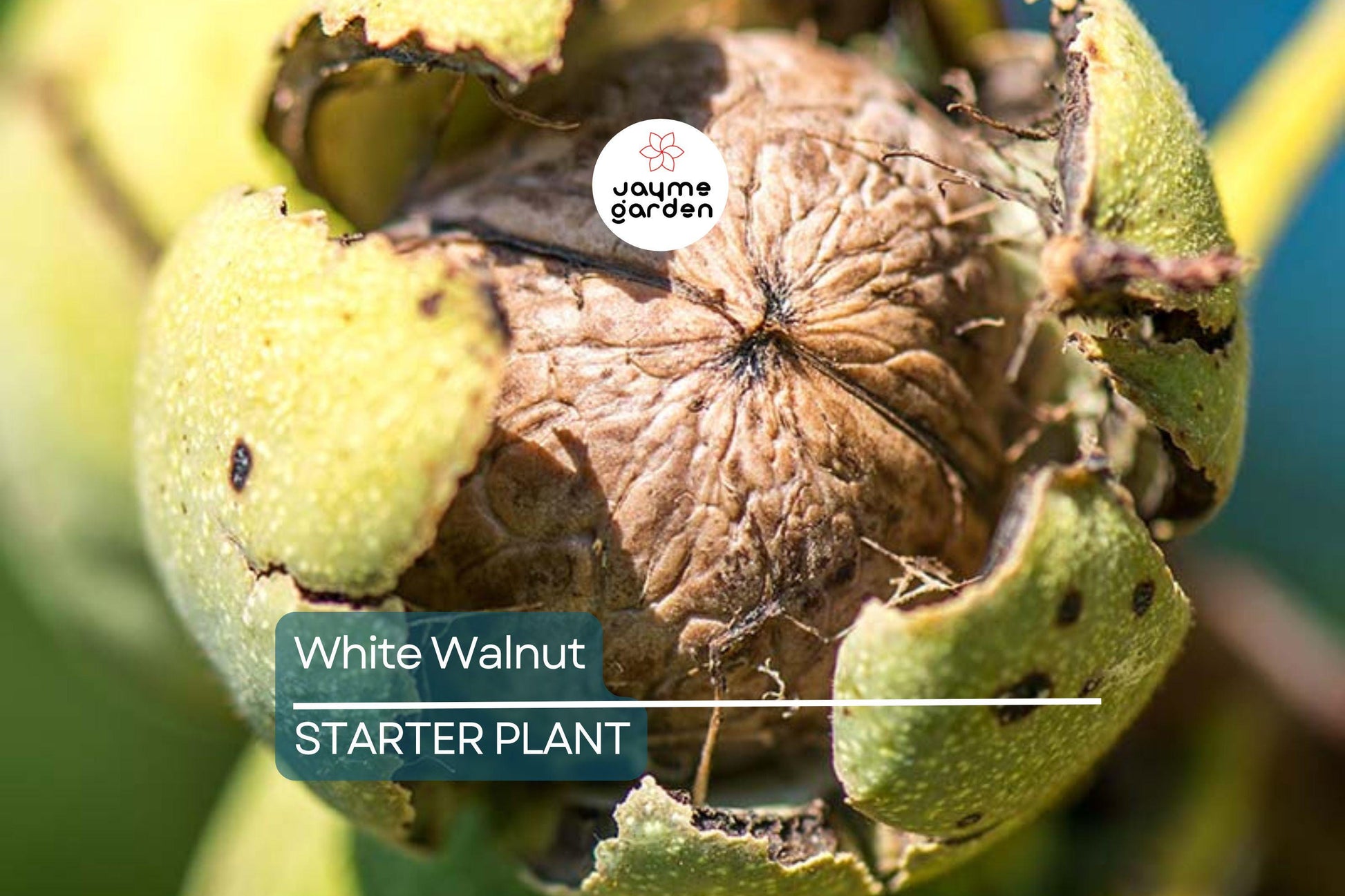 Butternut White Walnut Tree Seedlings - 2 Live Plants, Juglans cinerea, Fast-Growing Shade Tree, Hardy in USDA Zones 3-7