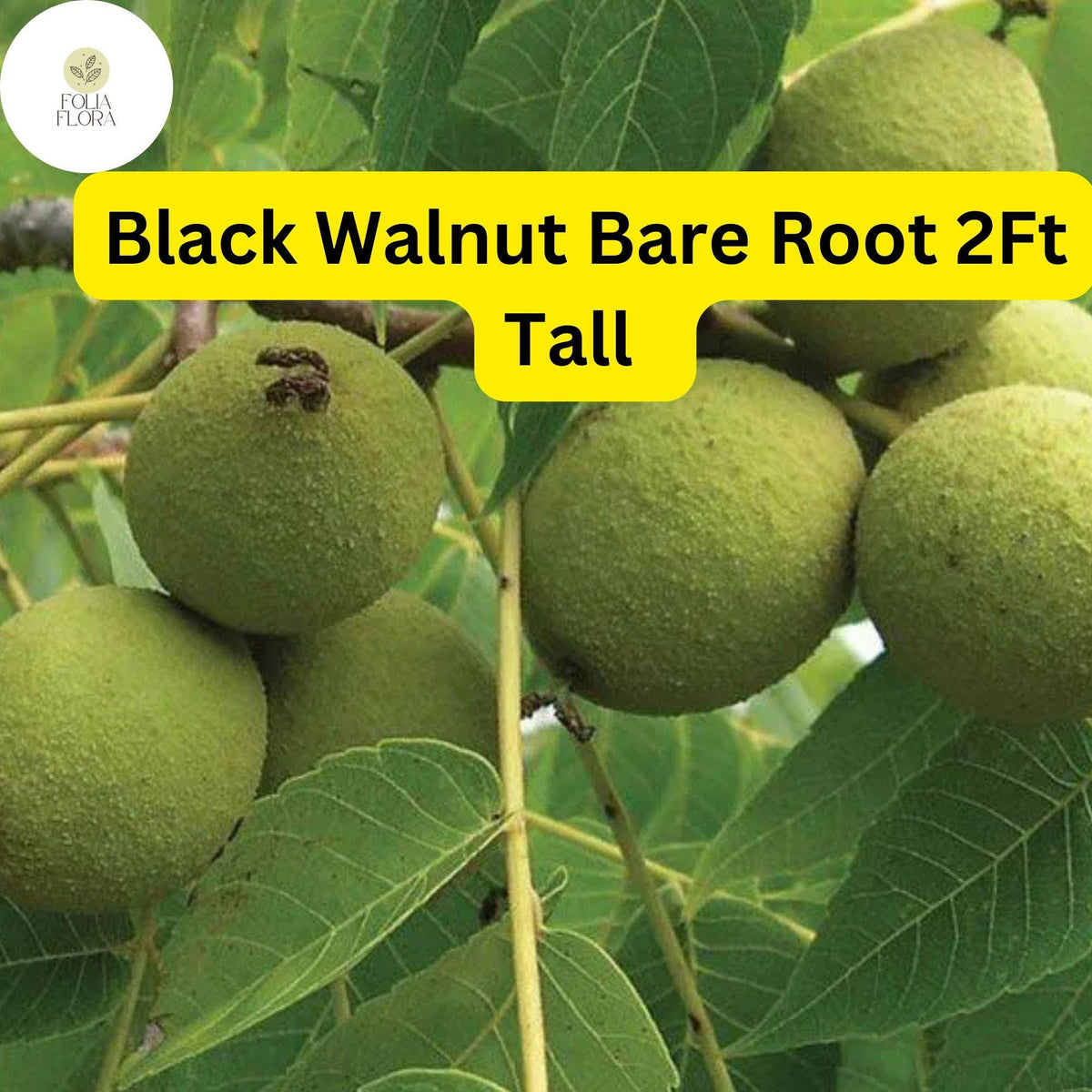 2 Black Walnut Trees Bare Root Live Plants, 2ft Tall, Juglans nigra, N ...