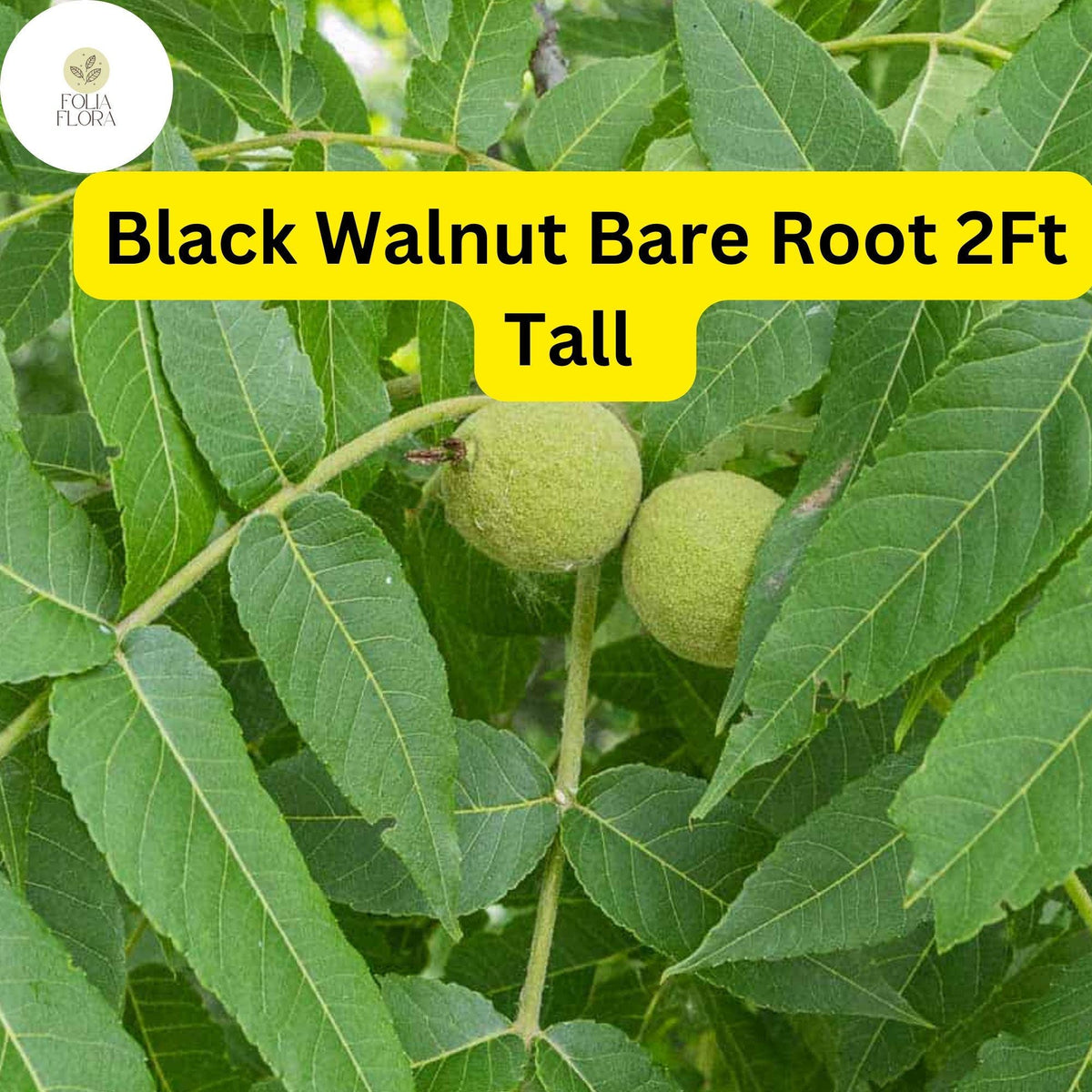 2 Black Walnut Trees Bare Root Live Plants, 2ft Tall, Juglans nigra, N ...