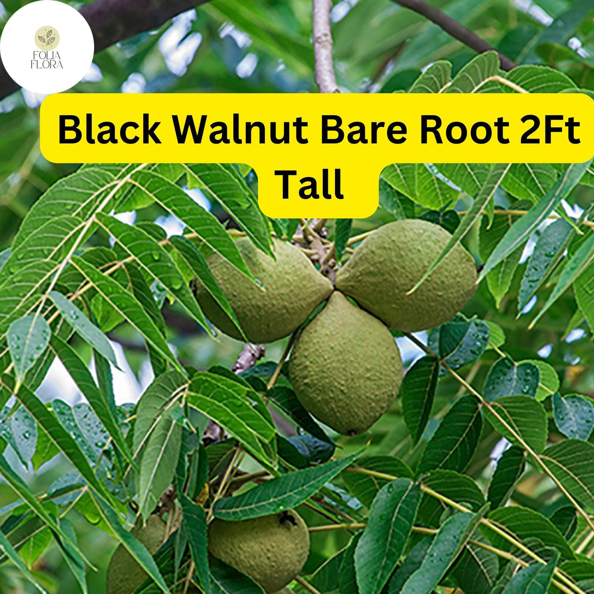 2 Black Walnut Trees Bare Root Live Plants, 2ft Tall, Juglans nigra, N ...