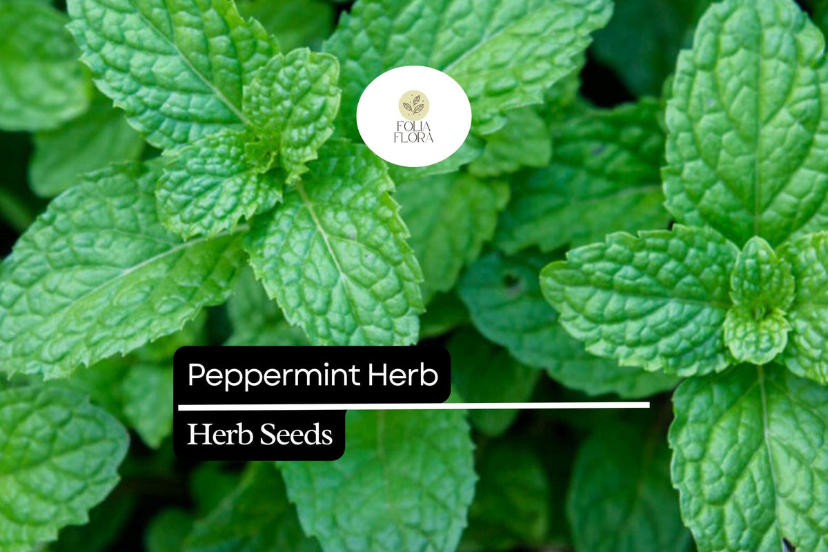500 Seeds Peppermint, Mentha × Piperita, Aromatic Herb for Teas, Culin ...