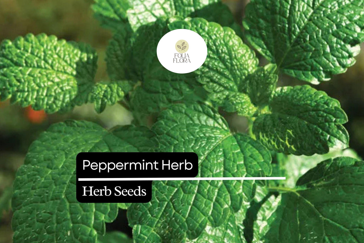 500 Seeds Peppermint, Mentha × Piperita, Aromatic Herb for Teas, Culin ...