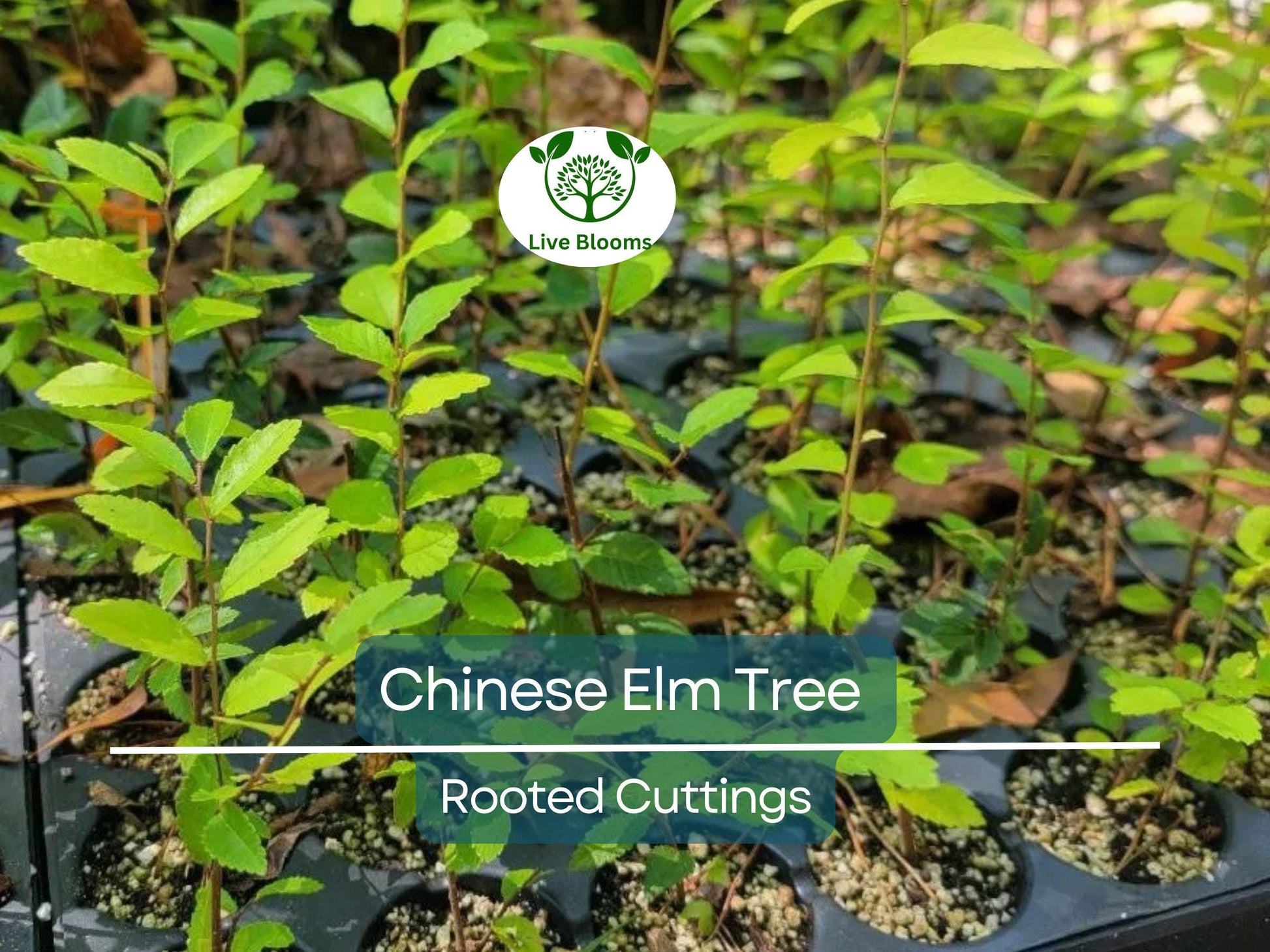 3 Chinese Elm Tree (Lacebark) Rooted Cuttings | Ulmus Parvifolia, Ideal for Bonsai, Hardy, Ornamental Tree for Home & Garden