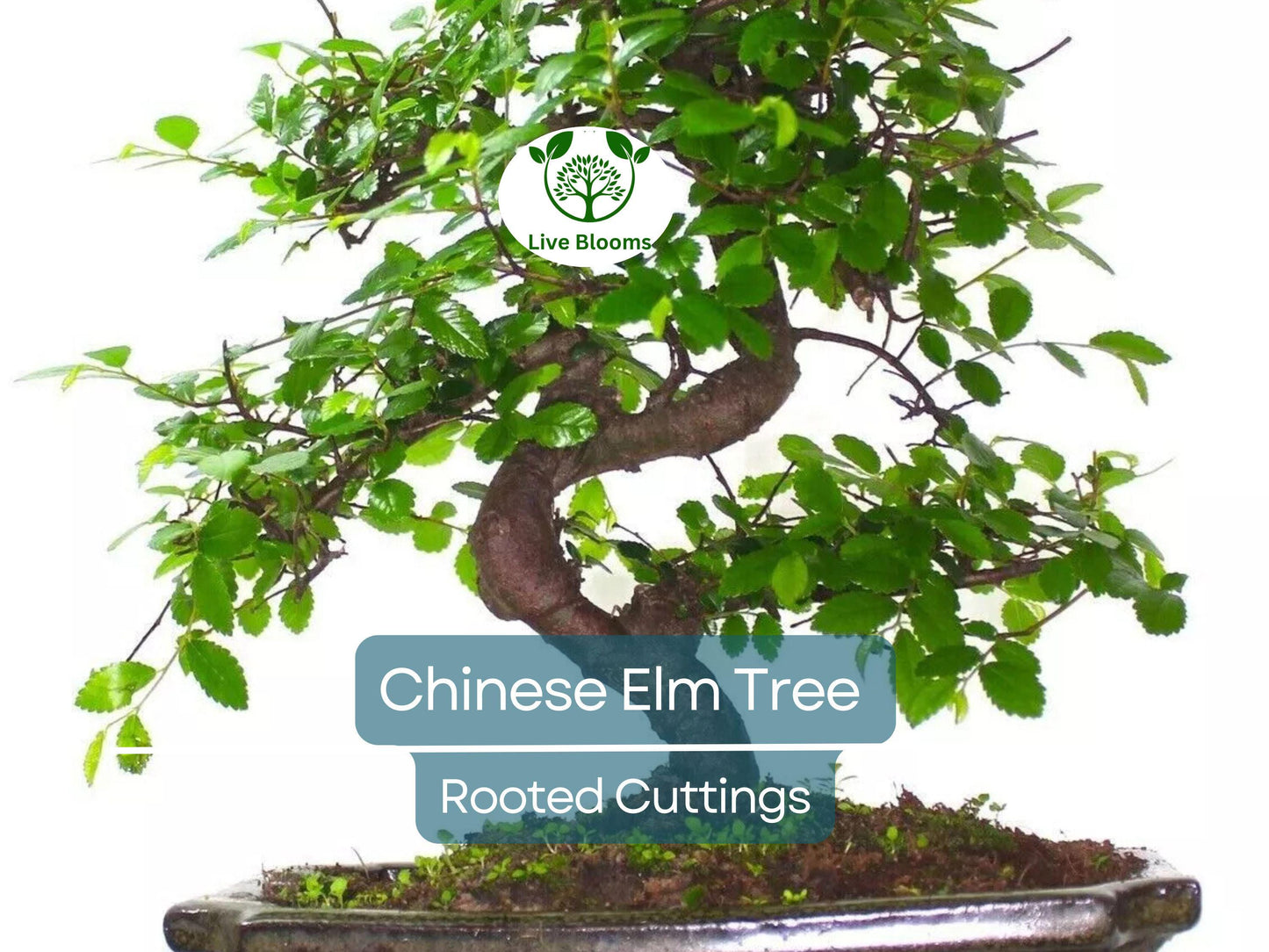 3 Chinese Elm Tree (Lacebark) Rooted Cuttings | Ulmus Parvifolia, Ideal for Bonsai, Hardy, Ornamental Tree for Home & Garden