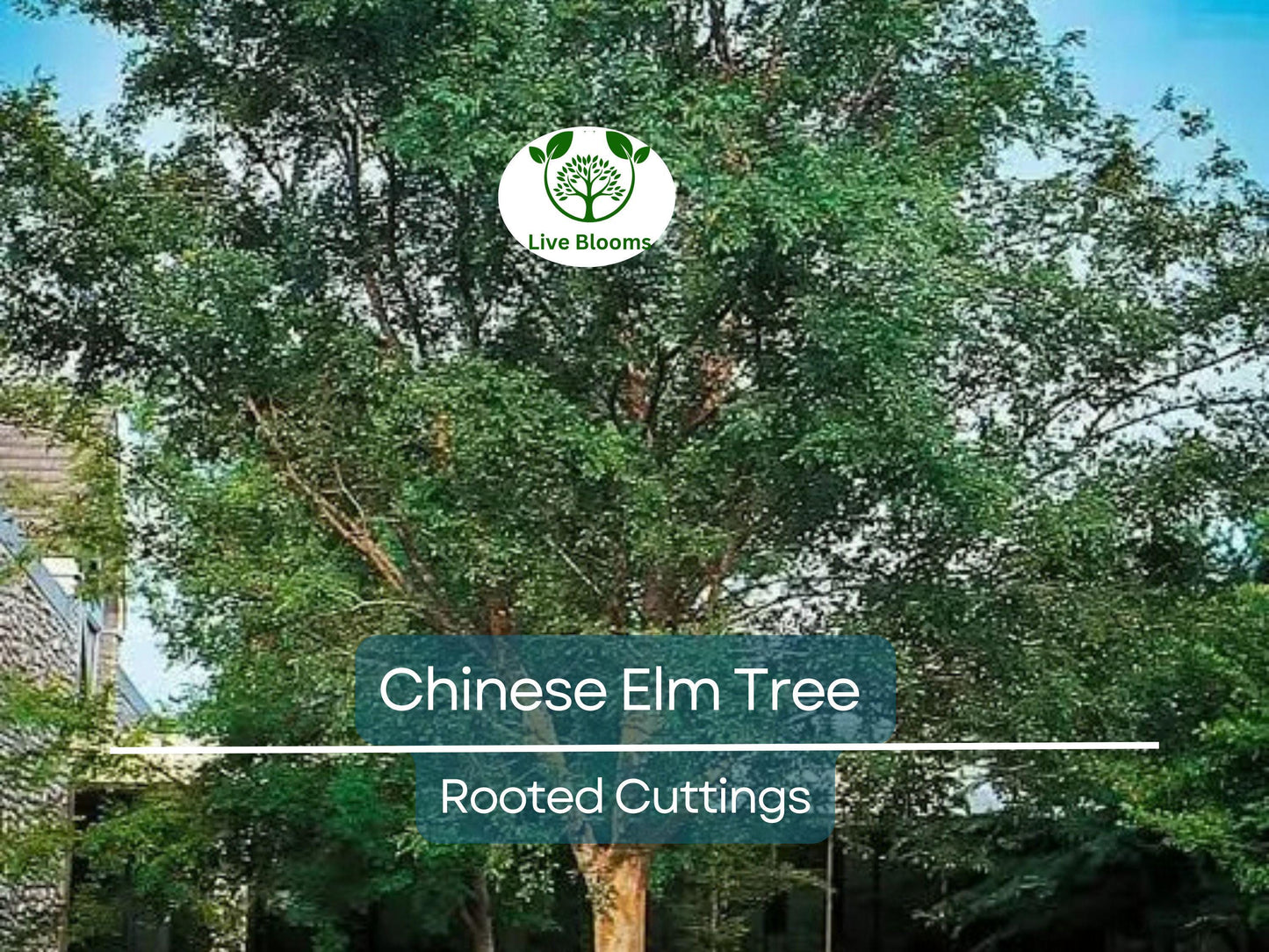 3 Chinese Elm Tree (Lacebark) Rooted Cuttings | Ulmus Parvifolia, Ideal for Bonsai, Hardy, Ornamental Tree for Home & Garden