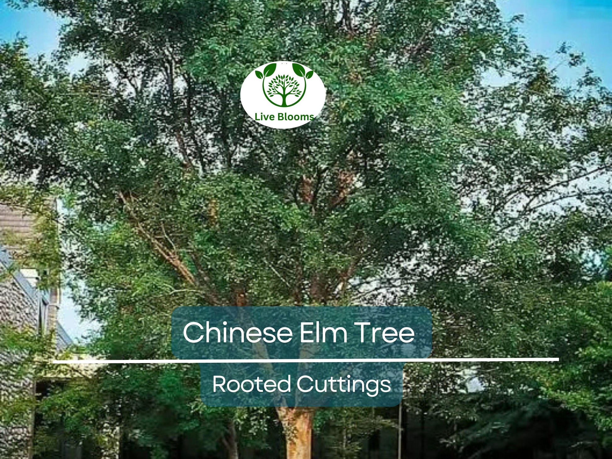 3 Chinese Elm Tree (Lacebark) Rooted Cuttings | Ulmus Parvifolia, Ideal for Bonsai, Hardy, Ornamental Tree for Home & Garden