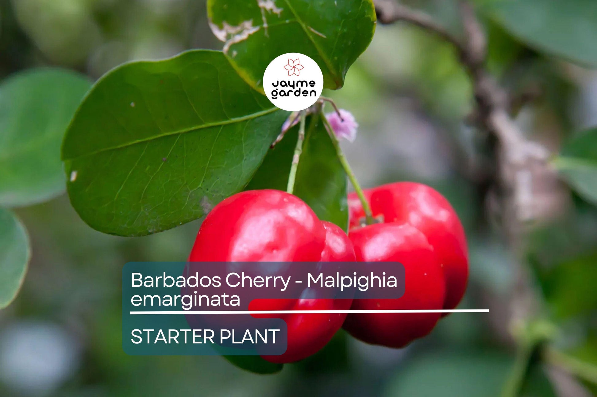 Acerola Barbados Cherry Plant (Malpighia emarginata) | Vitamin C-Rich Fruit, Evergreen Shrub, USDA Zones 9-12