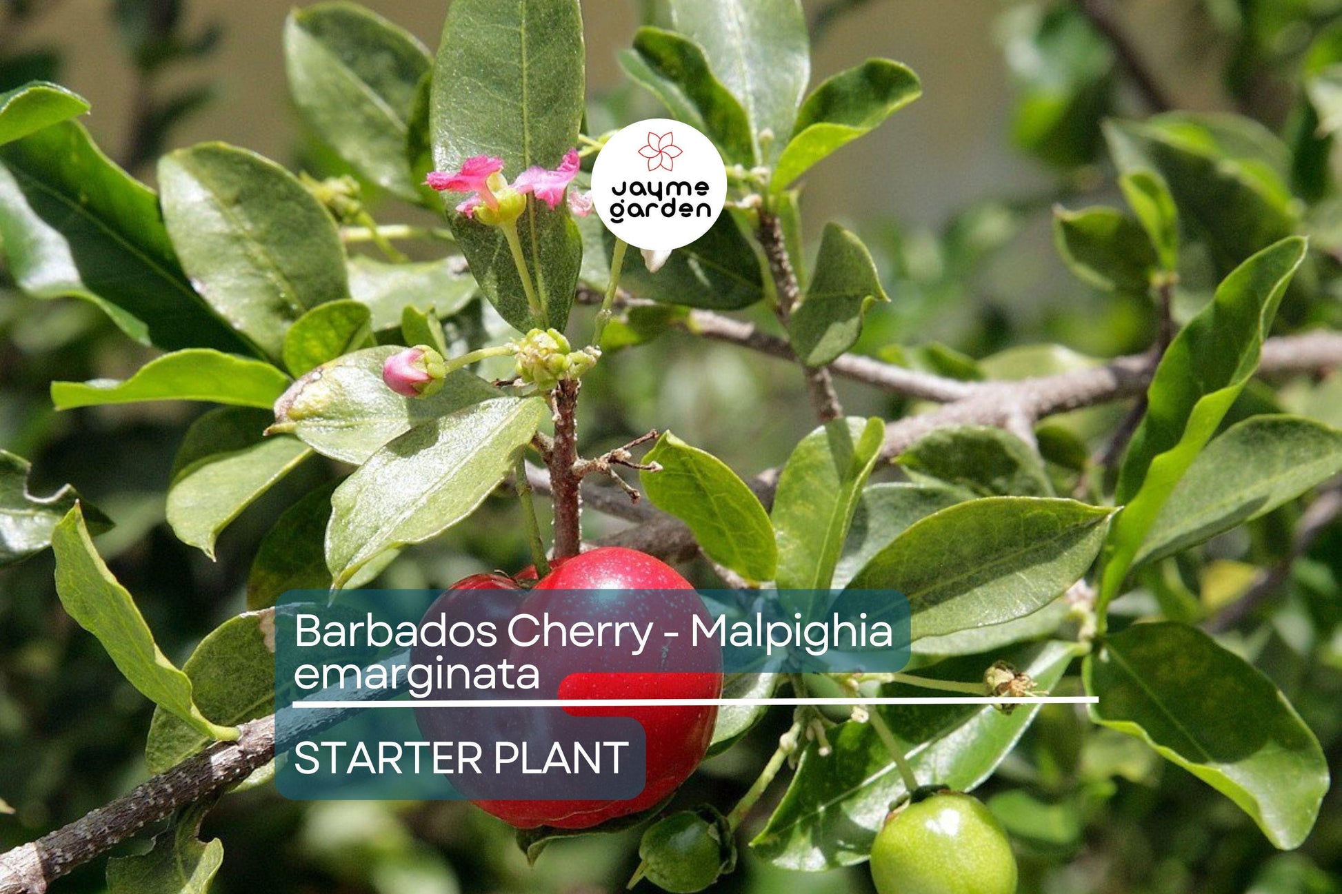 Acerola Barbados Cherry Plant (Malpighia emarginata) | Vitamin C-Rich Fruit, Evergreen Shrub, USDA Zones 9-12