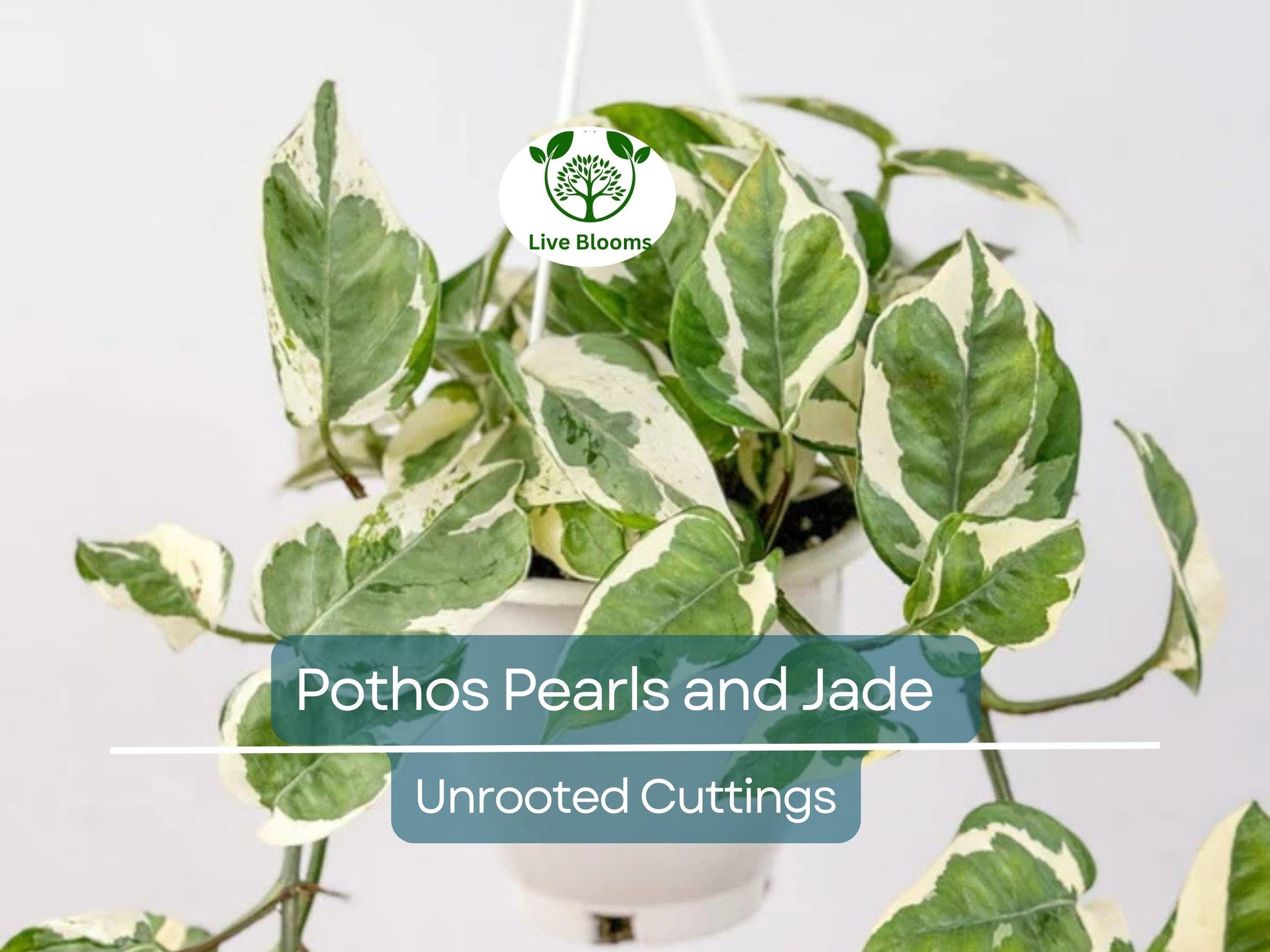 3 Unrooted Pothos Pearls and Jade Cuttings - Devil's Ivy Variegated House Plant - Indoor Plant for Sale