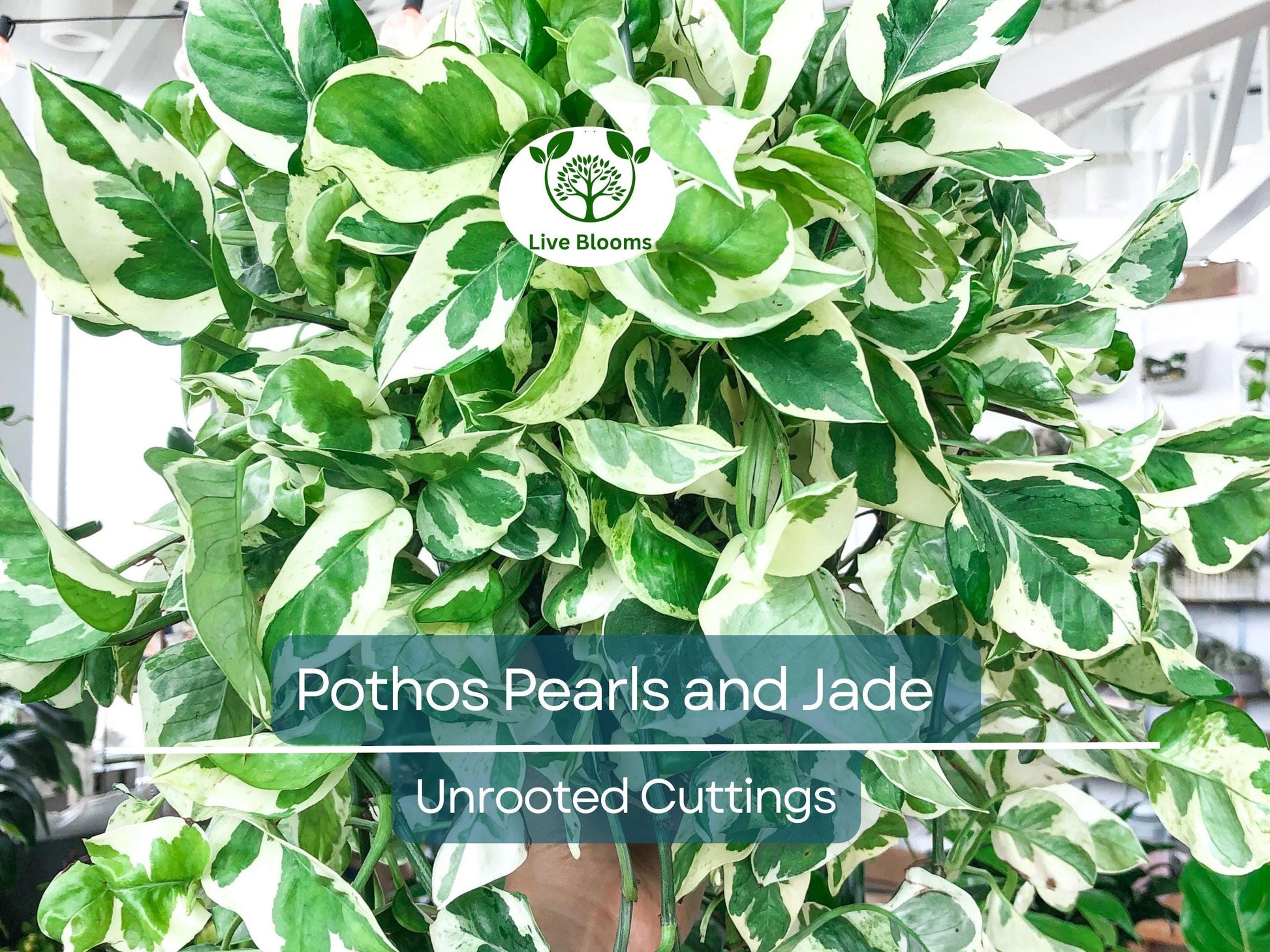 3 Unrooted Pothos Pearls and Jade Cuttings - Devil's Ivy Variegated House Plant - Indoor Plant for Sale