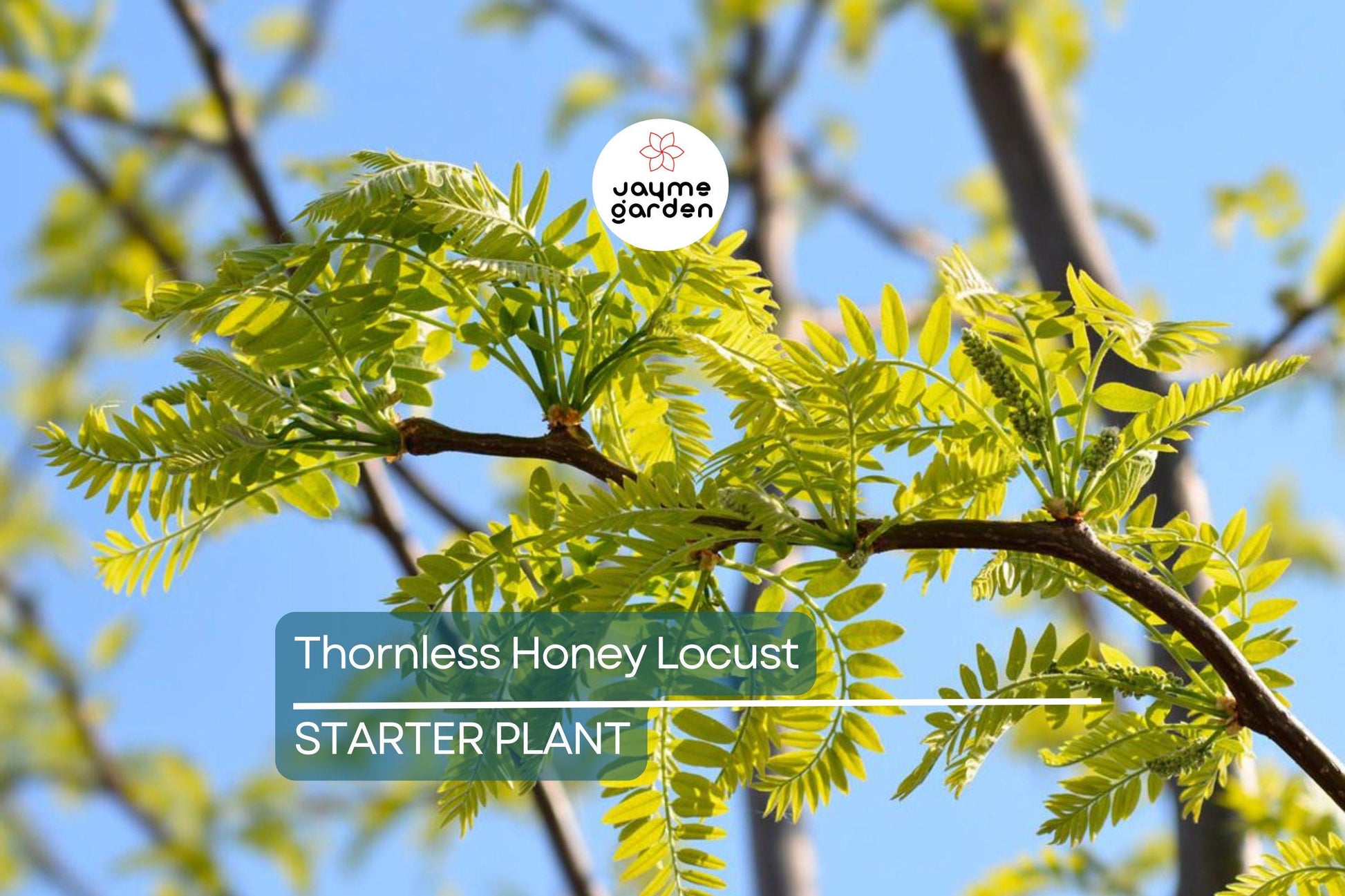 Thornless Honey Locust Tree 18"-24" Live Bare Root Seedling | Fast-Growing Tree with Yellow Flowers | Full Sun |
