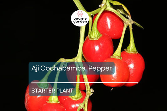 3 Aji Cochabamba Young Plants - Rare Pepper Variety - Sweet & Spicy Flavor, Perfect for Gardens, Containers Culinary Delights