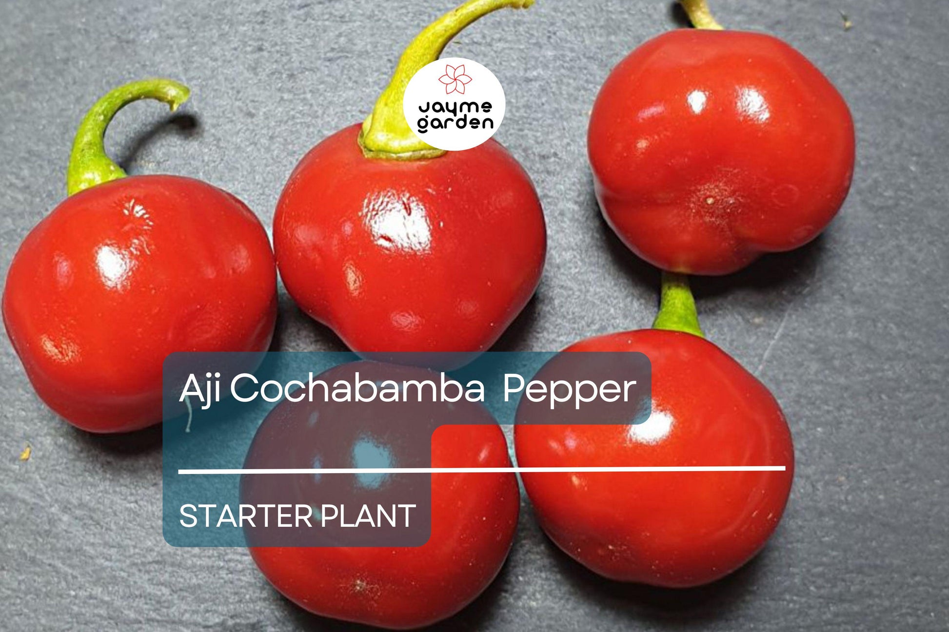 3 Aji Cochabamba Young Plants - Rare Pepper Variety - Sweet & Spicy Flavor, Perfect for Gardens, Containers Culinary Delights