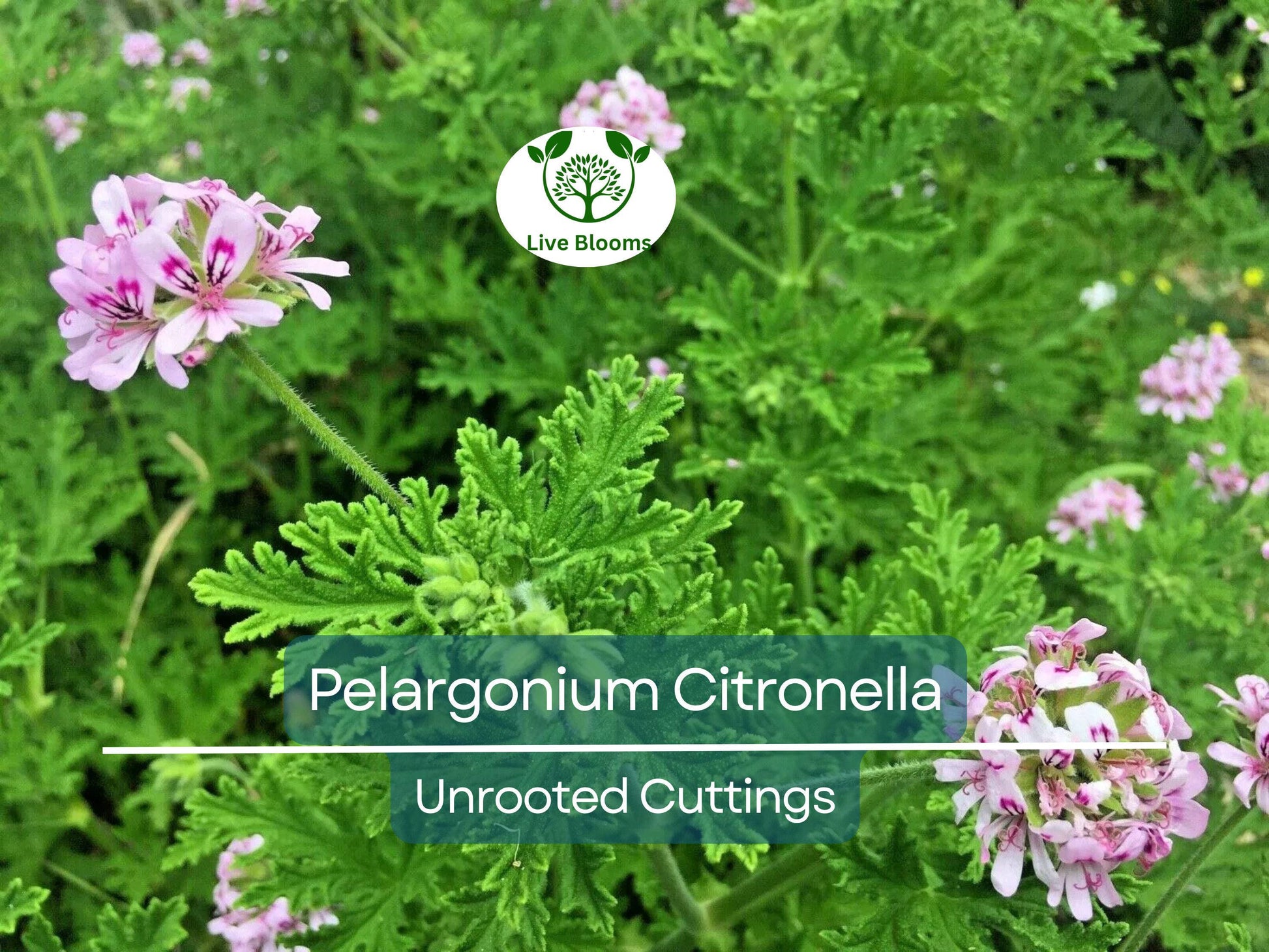 3 Pelargonium Citronella Lemon Scented Geranium Unrooted Cuttings, Pink Flowers, 3"-5", Natural Mosquito Repellent, Easy to Root Geranium
