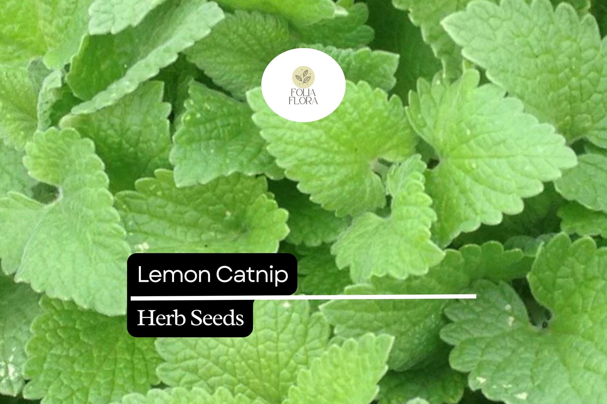 300 Seeds Lemon Catnip (Nepeta cataria var. citriodora) – Citrus-Scented Herb for Cats and Gardens