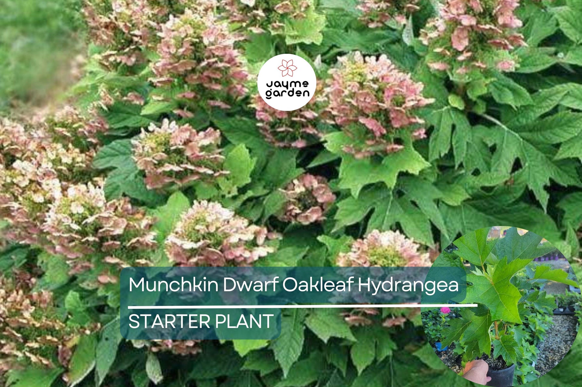 Munchkin Dwarf Oakleaf Hydrangea Live Starter Plant 6-12 Inch Tall | Compact Shrub | White to Pink Blooms | USDA Zones 5-9