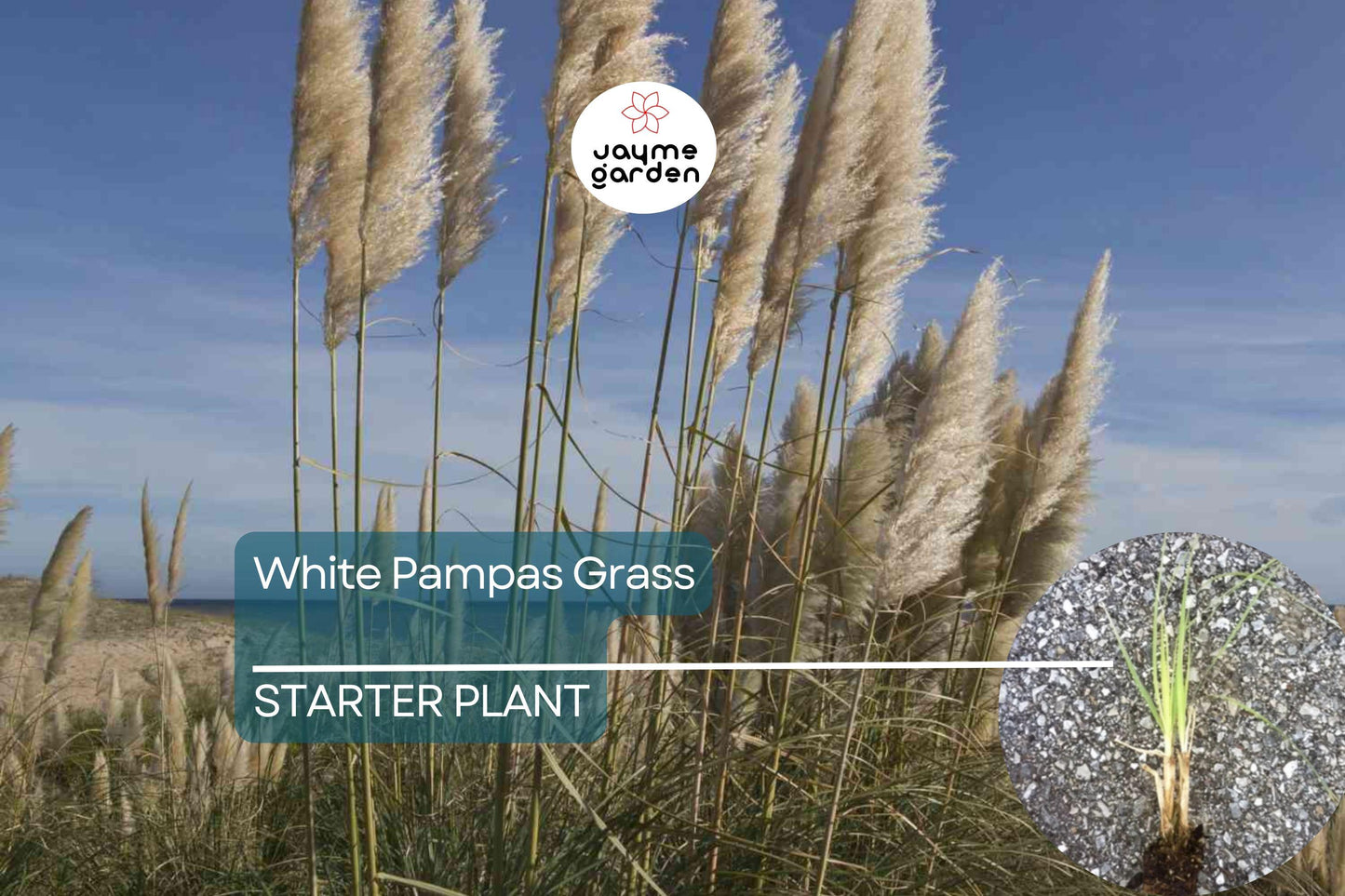 White Pampas Grass | Cortaderia selloana Starter Plug Plant | Hardy Ornamental Grass | Stunning Feathery Plumes