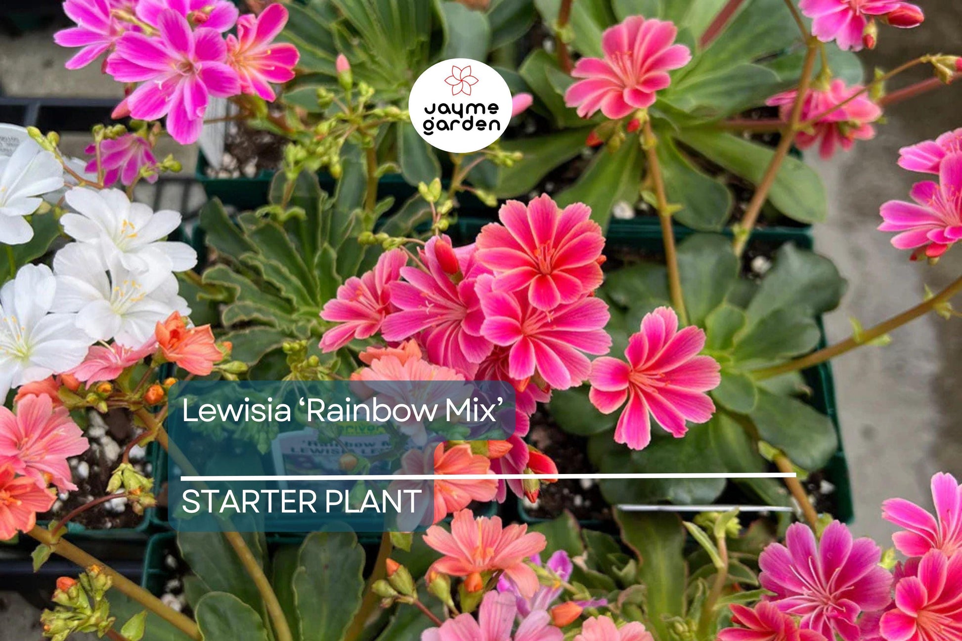 Lewisia 'Rainbow Mix' | Hardy Succulent Starter Plant | Drought-Tolerant Perennial for Rock Gardens & Pots | 