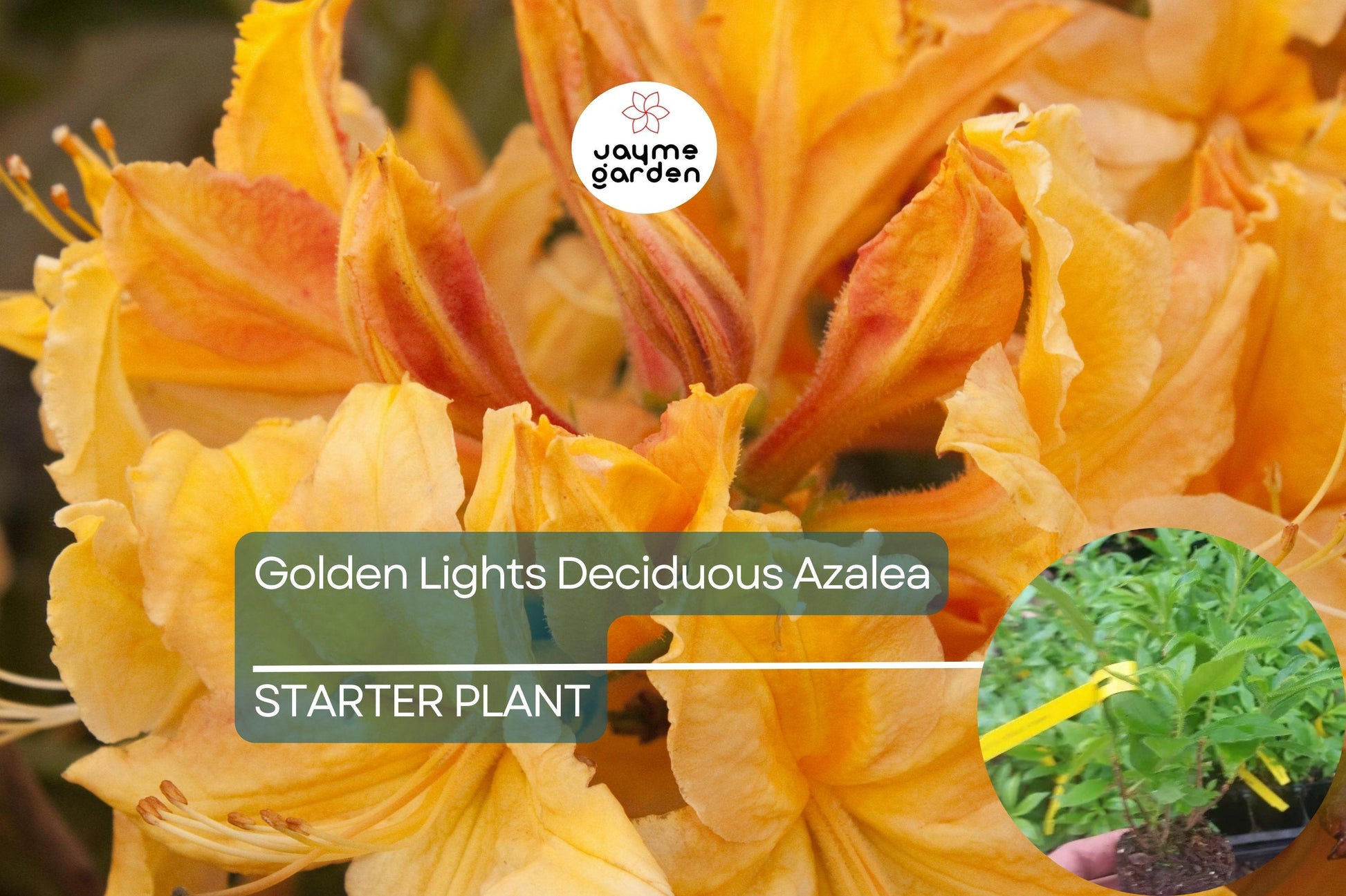 Golden Lights Deciduous Azalea | Hardy Yellow Rhododendron Starter Plant | Northern Lights Series