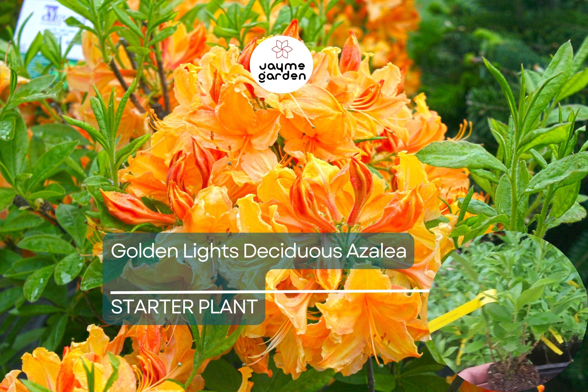 Golden Lights Deciduous Azalea | Hardy Yellow Rhododendron Starter Plant | Northern Lights Series