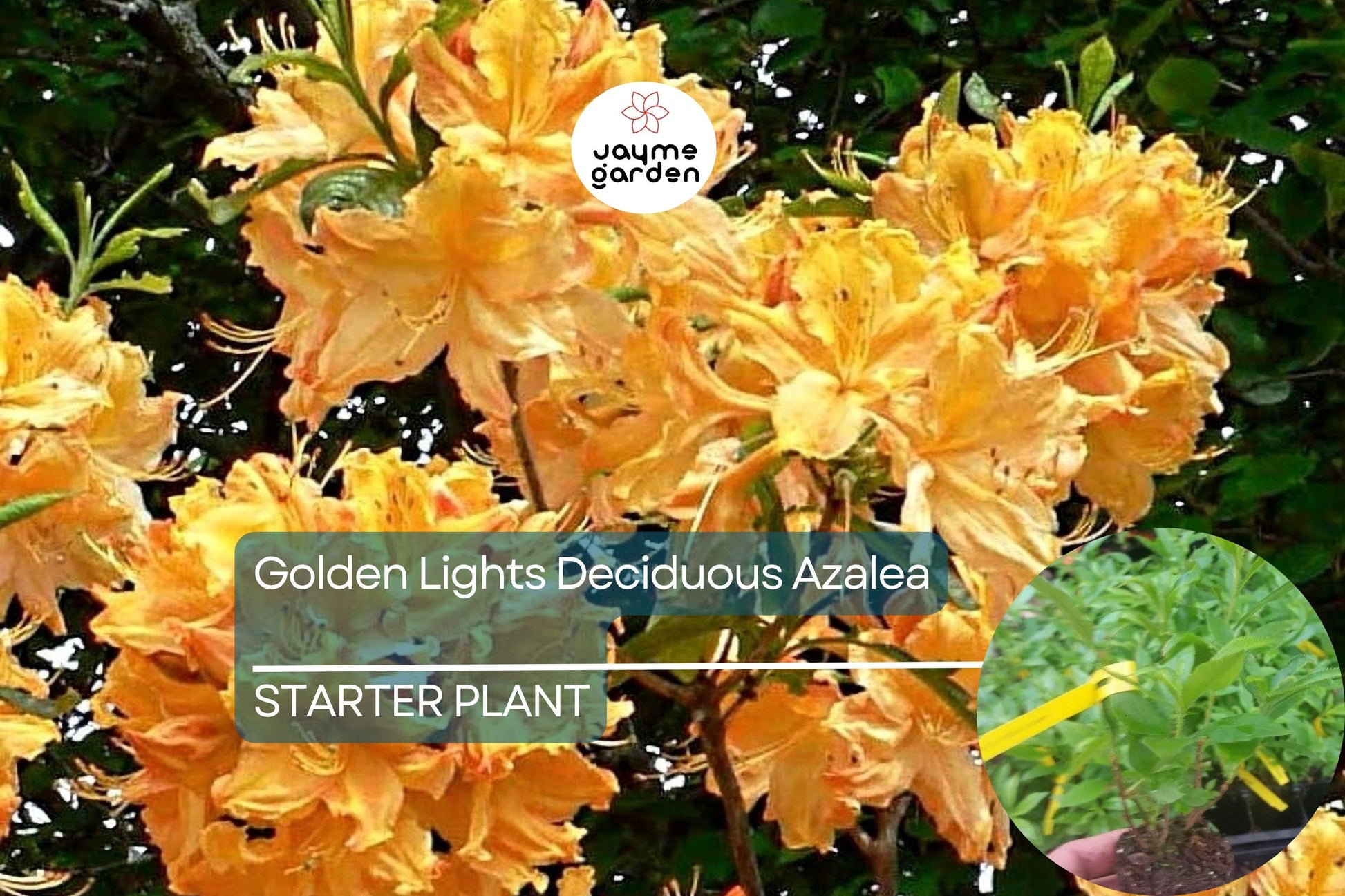 Golden Lights Deciduous Azalea | Hardy Yellow Rhododendron Starter Plant | Northern Lights Series