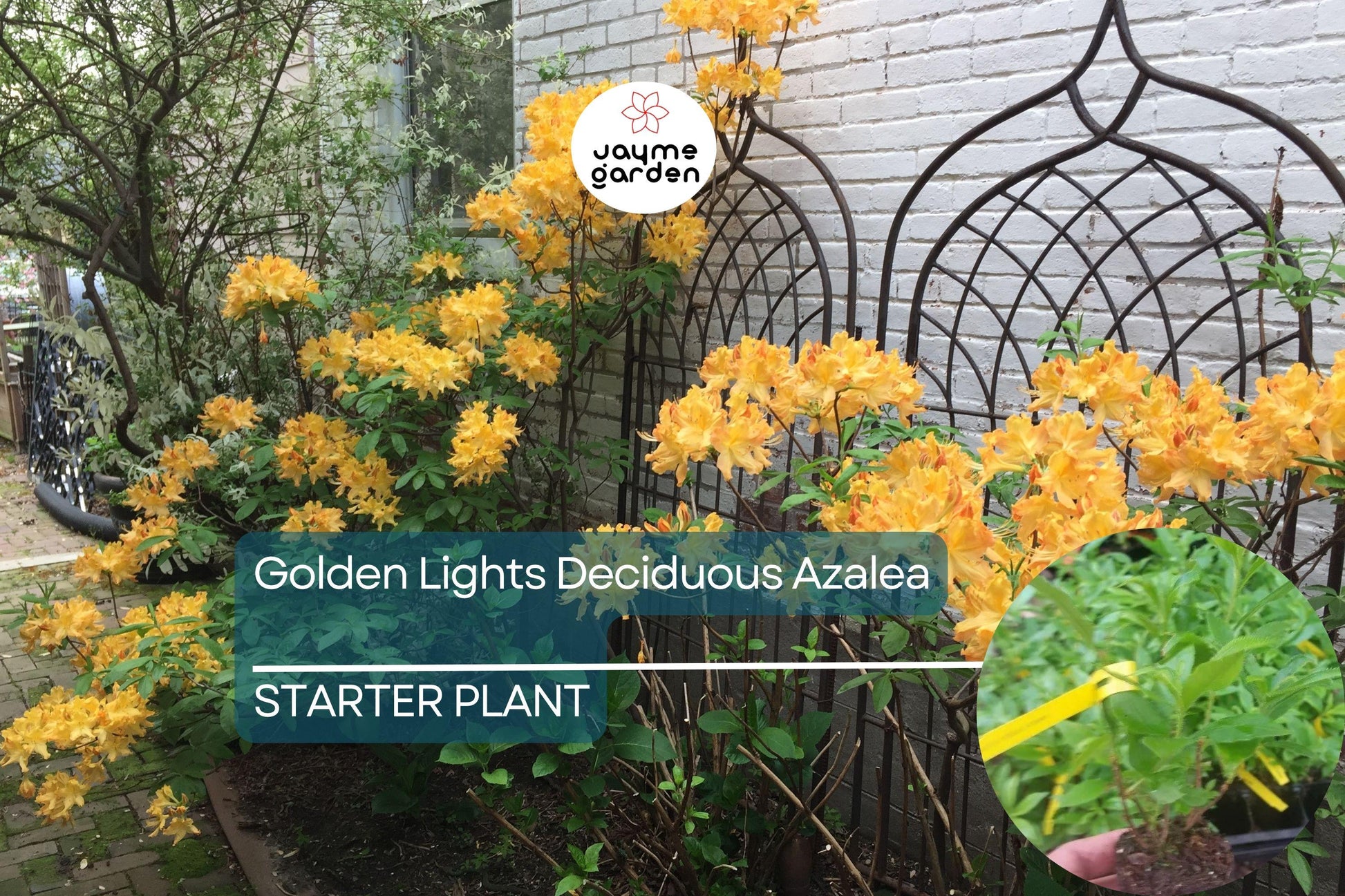 Golden Lights Deciduous Azalea | Hardy Yellow Rhododendron Starter Plant | Northern Lights Series