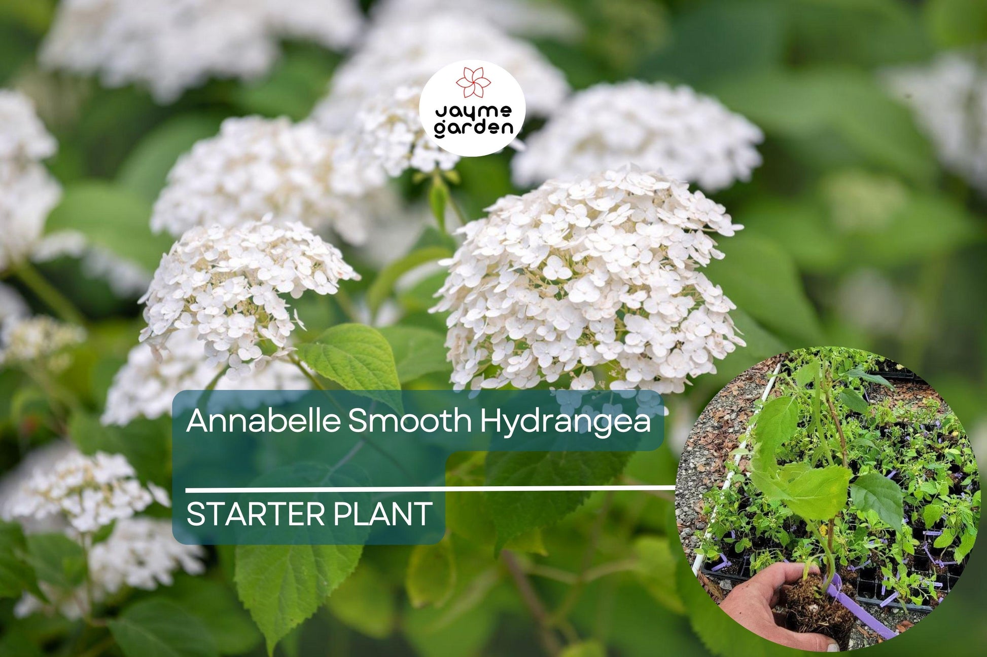 1 Annabelle Smooth Hydrangea | White Hydrangea Starter Plant | Hardy Flowering Shrub