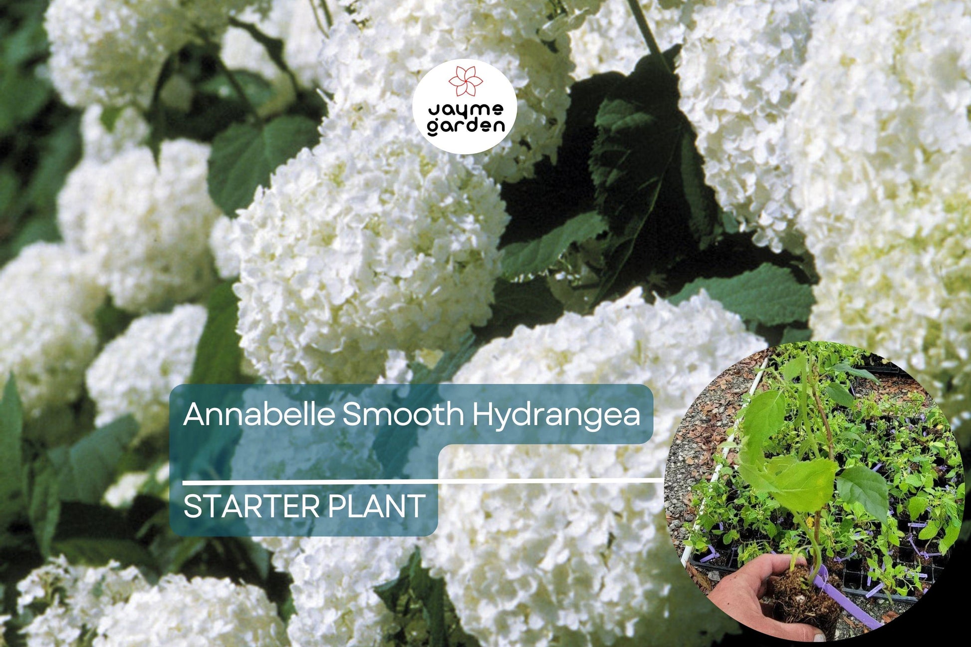 1 Annabelle Smooth Hydrangea | White Hydrangea Starter Plant | Hardy Flowering Shrub