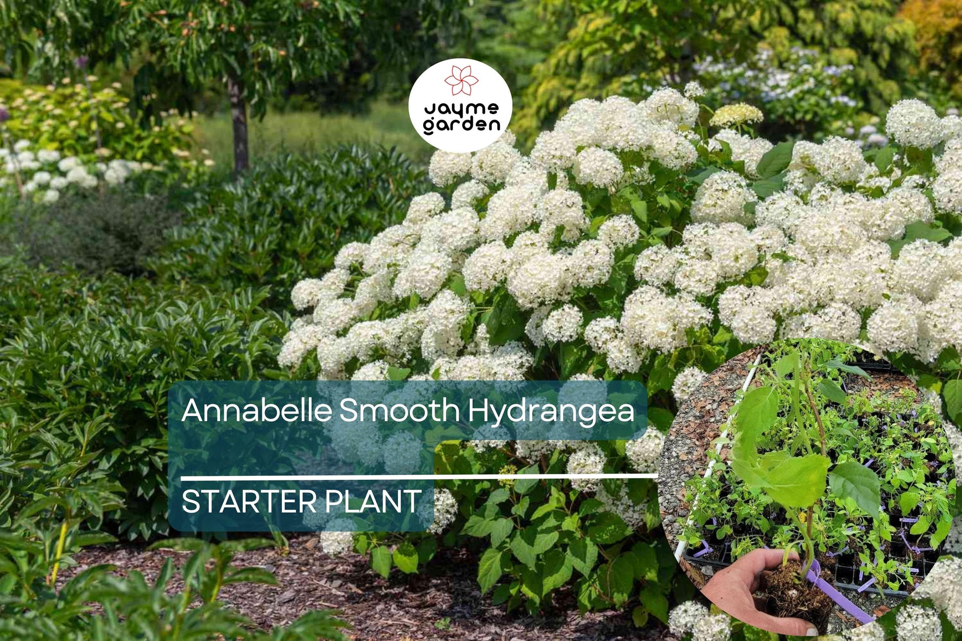 1 Annabelle Smooth Hydrangea | White Hydrangea Starter Plant | Hardy Flowering Shrub