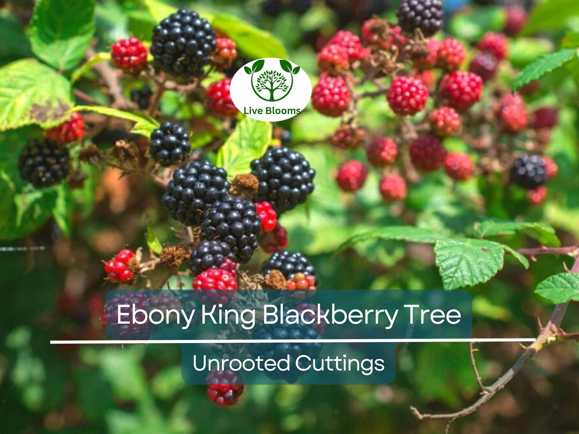 5 Ebony King Blackberry Scion Unrooted Cuttings (Rubus fruticosus), 8-10 Inches, Perfect for Rooting or Grafting, Hardy Fruit Plant