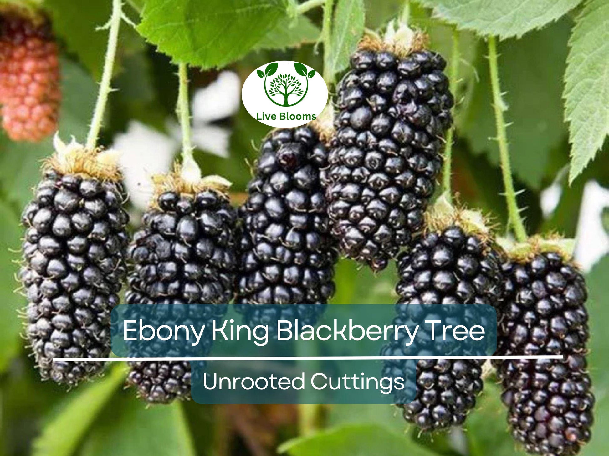 5 Ebony King Blackberry Scion Unrooted Cuttings (Rubus fruticosus), 8-10 Inches, Perfect for Rooting or Grafting, Hardy Fruit Plant