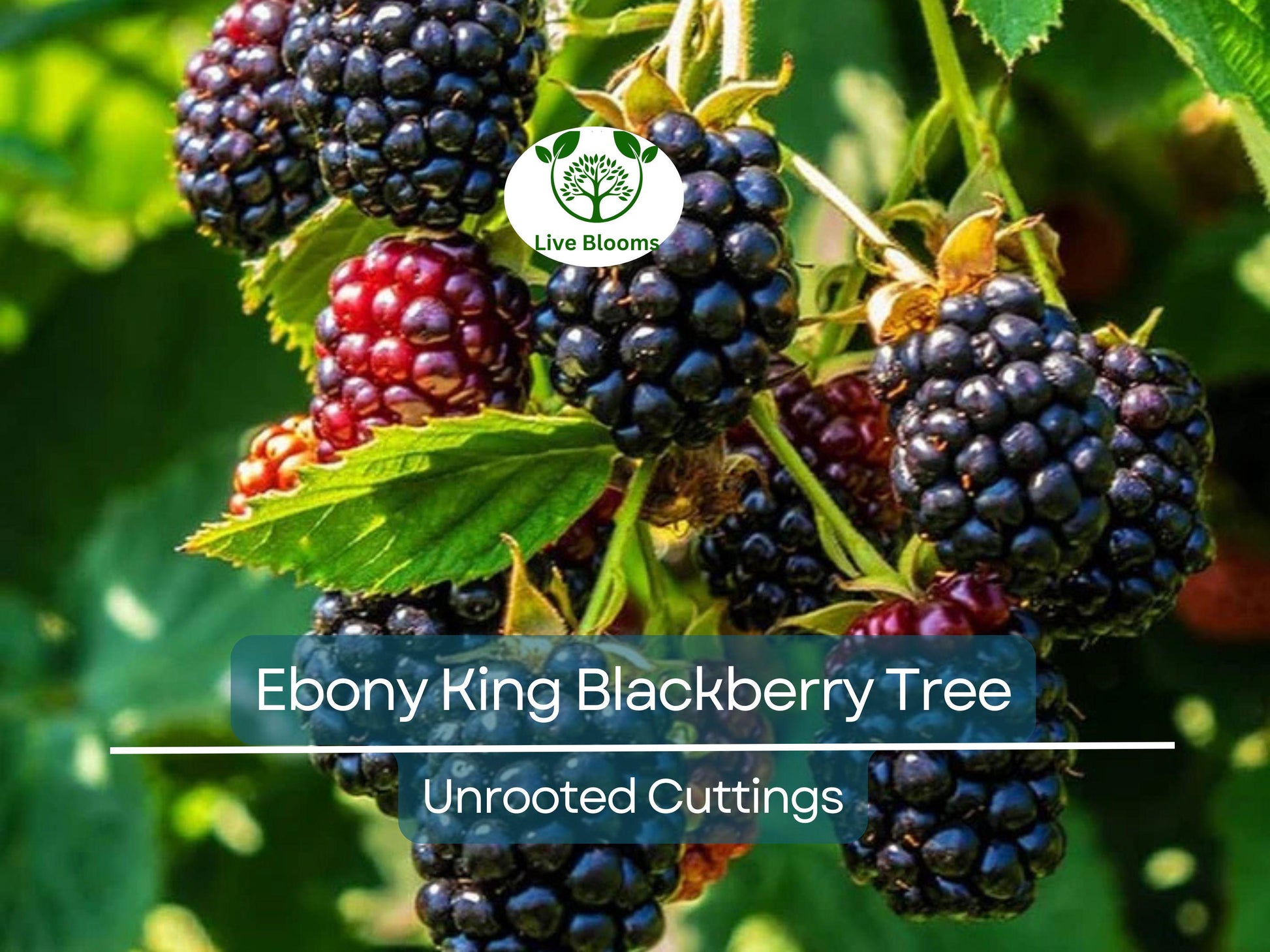 5 Ebony King Blackberry Scion Unrooted Cuttings (Rubus fruticosus), 8-10 Inches, Perfect for Rooting or Grafting, Hardy Fruit Plant