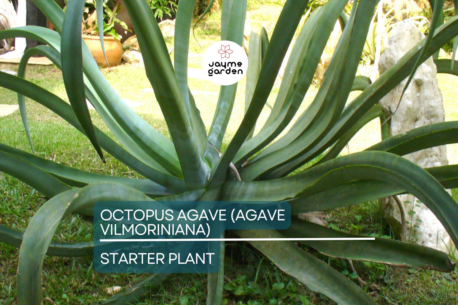 Octopus Agave (Agave Vilmoriniana) | 6-12" Live Succulent Starter | Unique Clumping Growth | Drought-Tolerant | Full Sun Outdoor Plant