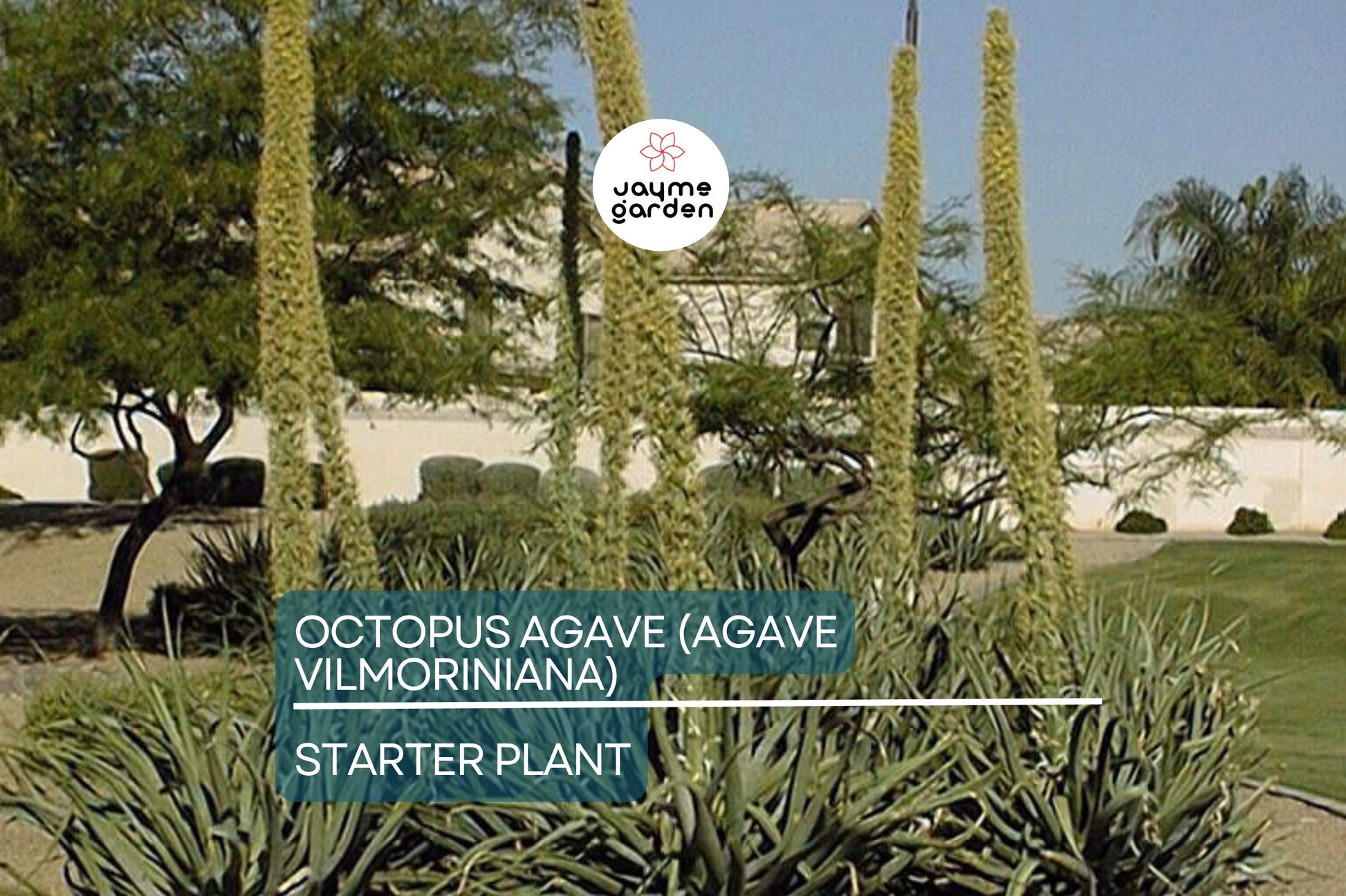 Octopus Agave (Agave Vilmoriniana) | 6-12" Live Succulent Starter | Unique Clumping Growth | Drought-Tolerant | Full Sun Outdoor Plant