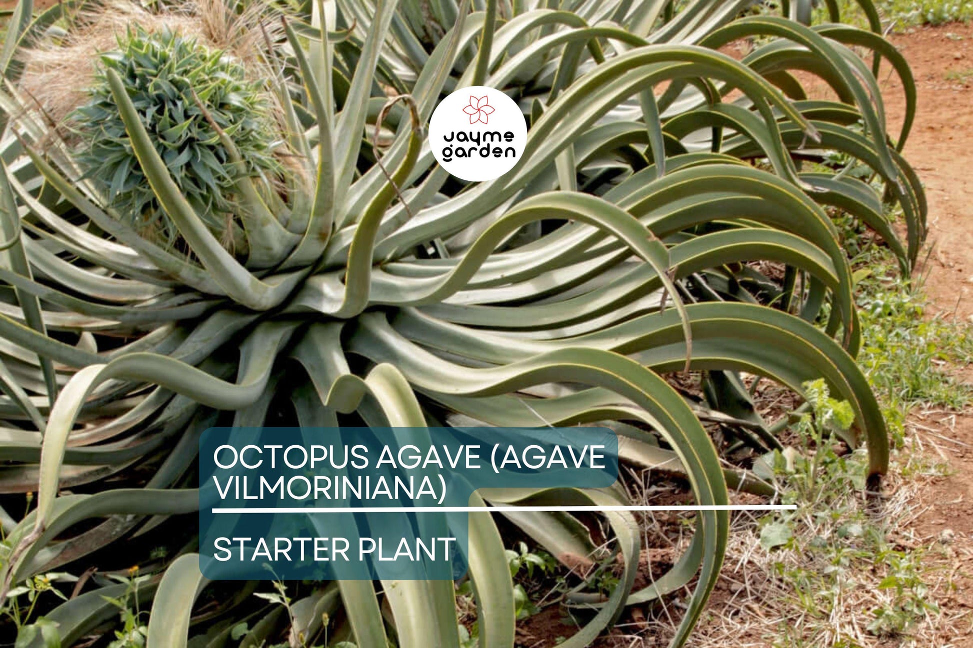 Octopus Agave (Agave Vilmoriniana) | 6-12" Live Succulent Starter | Unique Clumping Growth | Drought-Tolerant | Full Sun Outdoor Plant
