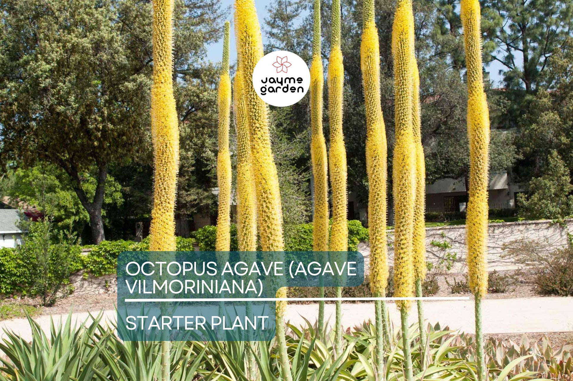 Octopus Agave (Agave Vilmoriniana) | 6-12" Live Succulent Starter | Unique Clumping Growth | Drought-Tolerant | Full Sun Outdoor Plant