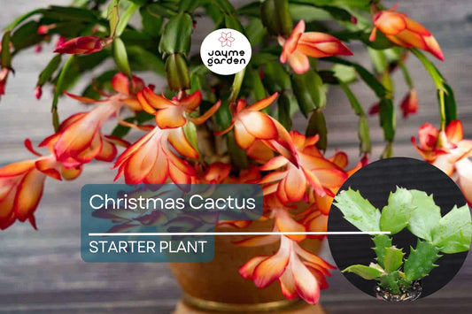 Christmas Cactus Starter Plant | Sunset Strip Schlumbergera Truncata | Easy-Care Holiday Blooms | Well-Rooted Plug