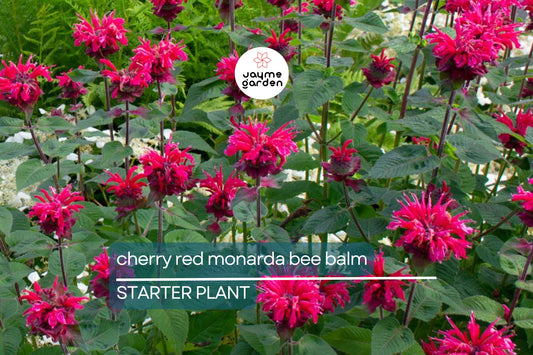 Cherry Red Monarda Bee Balm Plants (Lot of 2) | Live Perennial Flowers | Butterfly Magnet | Vibrant Blooms | Full Sun