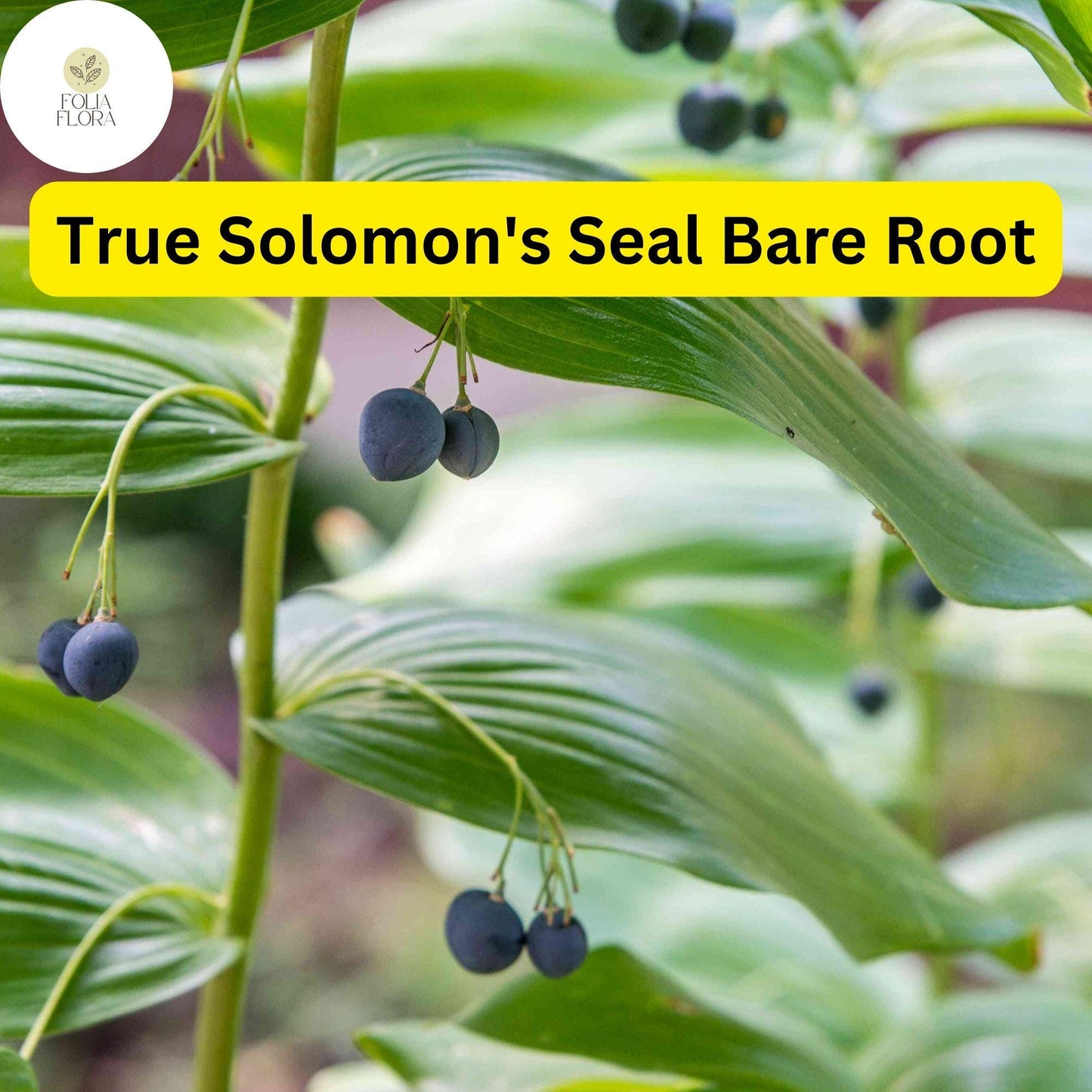 3 True Solomon's Seal Plants, Polygonatum biflorum, Bare Root Perennials, Native Shade-Loving Wildflowers