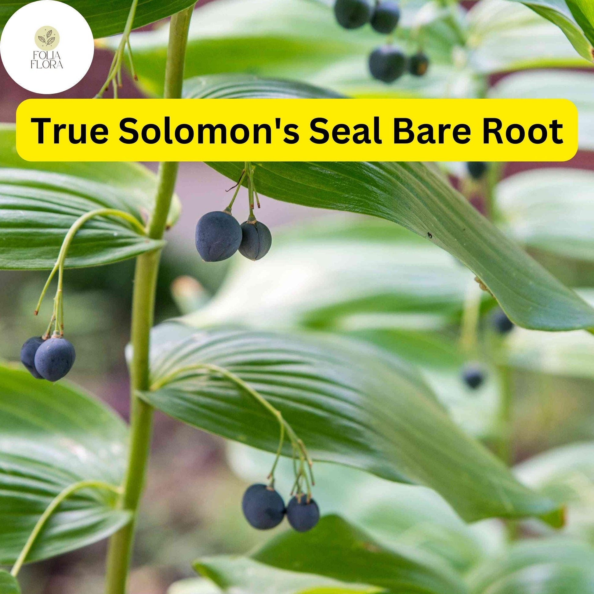 3 True Solomon's Seal Plants, Polygonatum biflorum, Bare Root Perennials, Native Shade-Loving Wildflowers