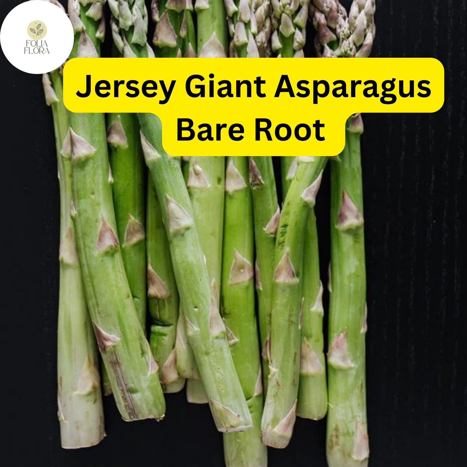 Bare Root Plants Jersey Giant Live Asparagus, 2-Year Crowns, Asparagus officinalis, Easy to Grow Garden Vegetable