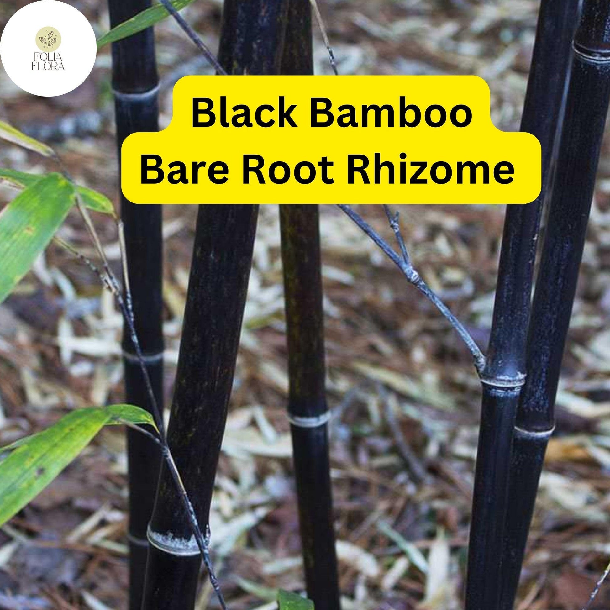 Black Bamboo Phyllostachys Nigra, Live Bare Root Plant (3 Fresh Rhizomes), Ornamental Privacy Screen