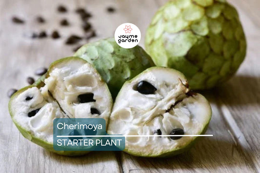 Cherimoya Plant with Pot | 8-Inch Live Seedling | Tropical Fruit Tree | Ready to Plant | Indoor & Outdoor Use | Spring Interest