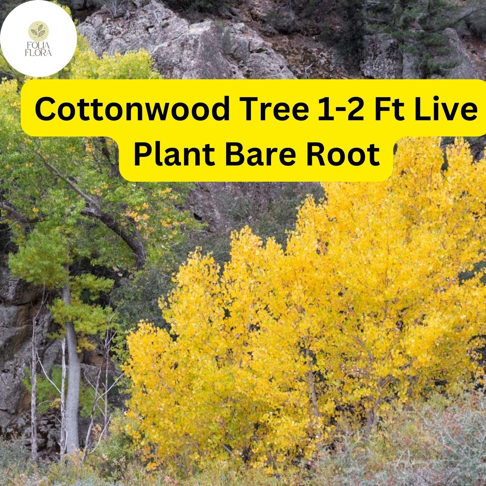 1 Live Plant Bare Root Cottonwood Tree 1-2 Feet, Populus deltoides, Super Fast-Growing Shade Tree