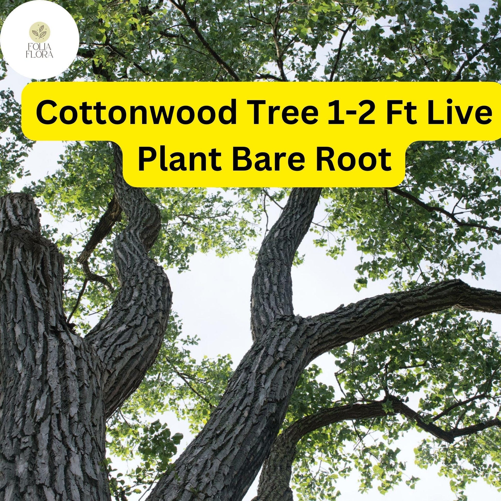 1 Live Plant Bare Root Cottonwood Tree 1-2 Feet, Populus deltoides, Super Fast-Growing Shade Tree