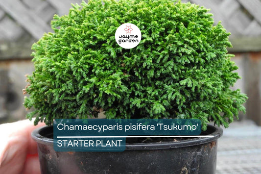Chamaecyparis Pisifera 'Tsukumo' Live Starter Plant | 4-6 Inches Dwarf Evergreen Cypress | Deer-Resistant Bonsai or Garden Accent