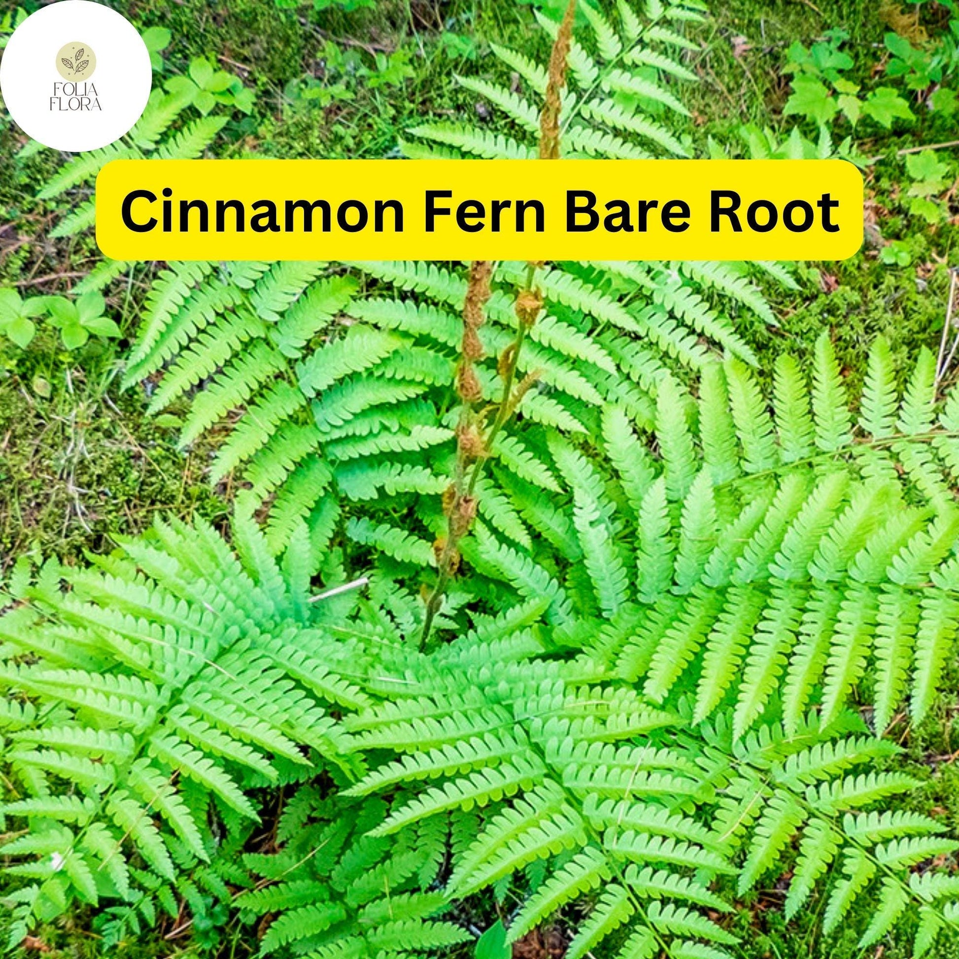 3 Bare Root Plants Small Cinnamon Ferns, Osmunda cinnamomea, Hardy Perennial Ferns for Shade Gardens