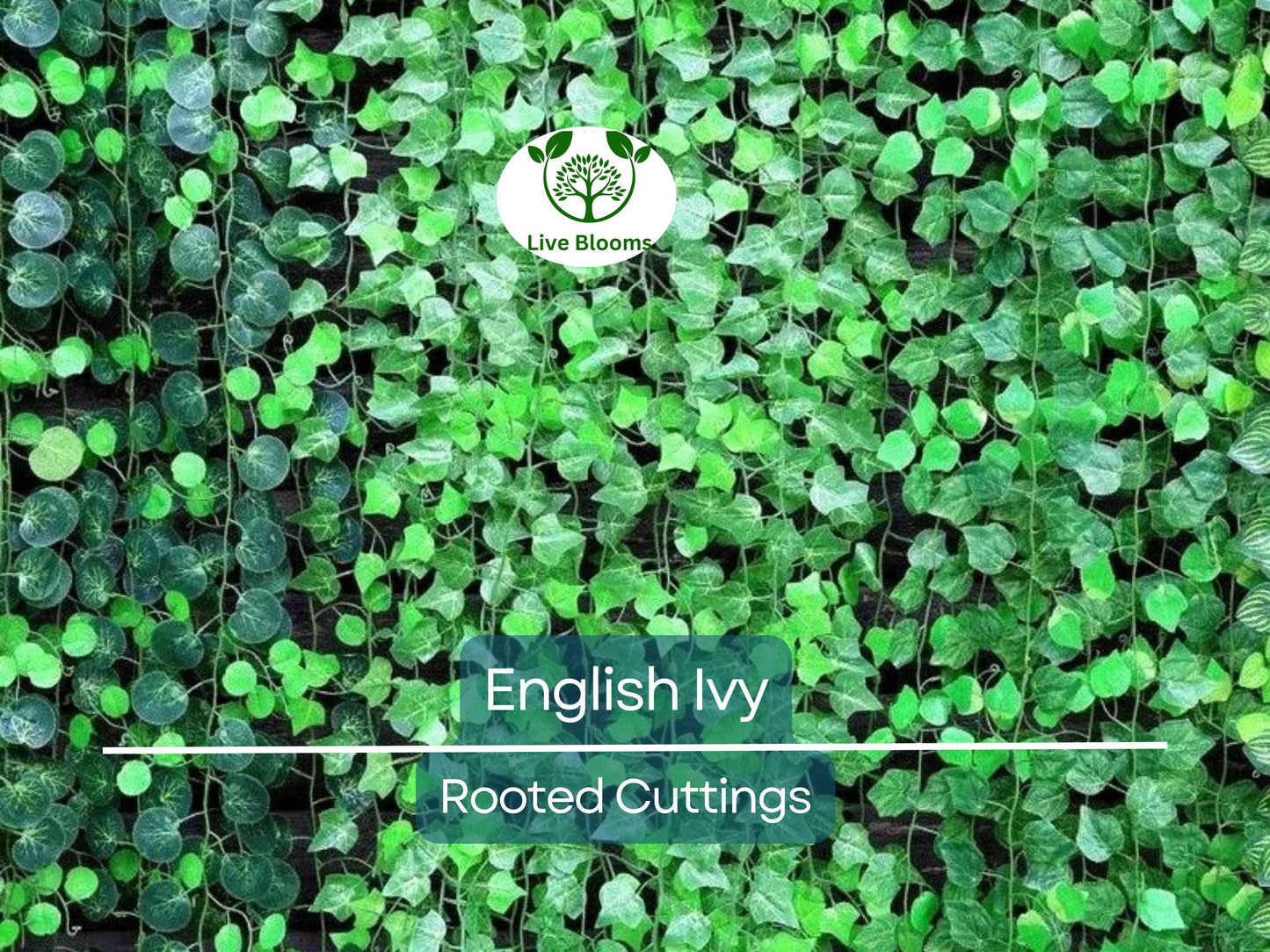 5 English Ivy Bare Root Live Plants 3" – Hedera helix for Ground Cover, Living Fence, Patio Greenery, Lawn & Garden Vines