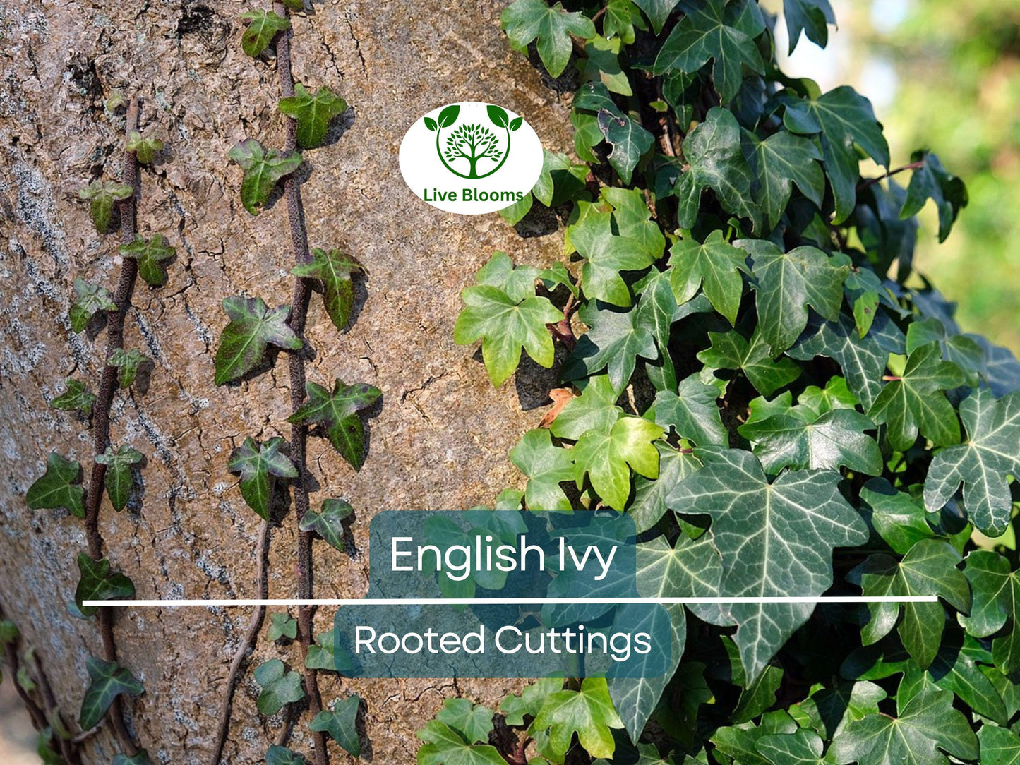 5 English Ivy Bare Root Live Plants 3" – Hedera helix for Ground Cover, Living Fence, Patio Greenery, Lawn & Garden Vines
